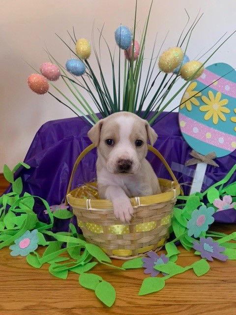 Enlarge Princess Peach, a Adopted mixed breed in Springville, NY image 1/3