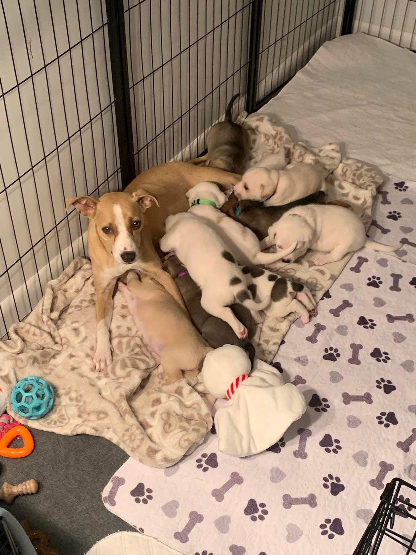 Enlarge Princess Peach, a Adopted mixed breed in Springville, NY image 2/3