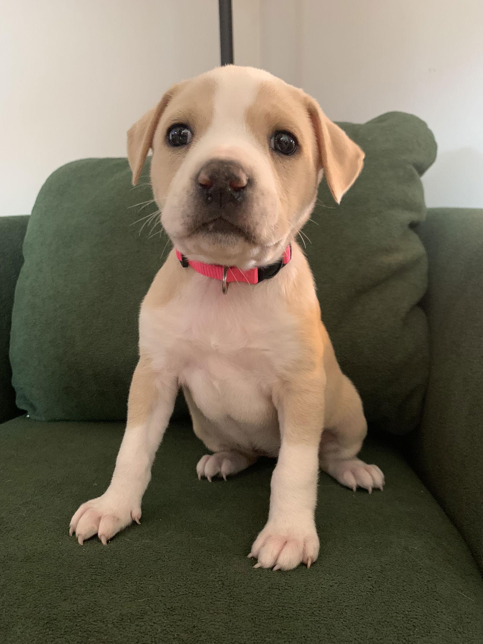 Enlarge Princess Peach, a Adopted mixed breed in Springville, NY image 3/3