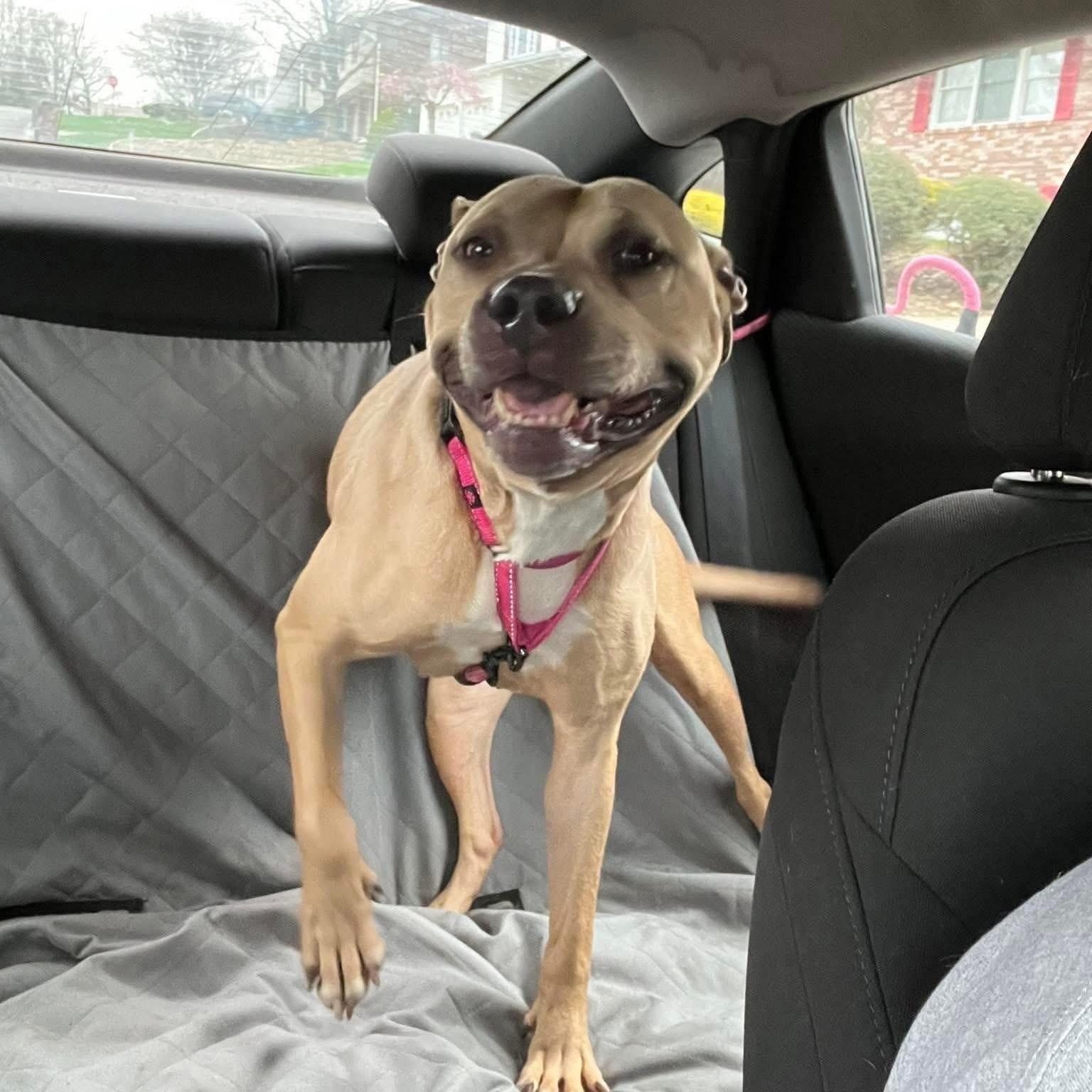 Dolly, an adoptable Terrier in Monroeville, PA, 15146 | Photo Image 1