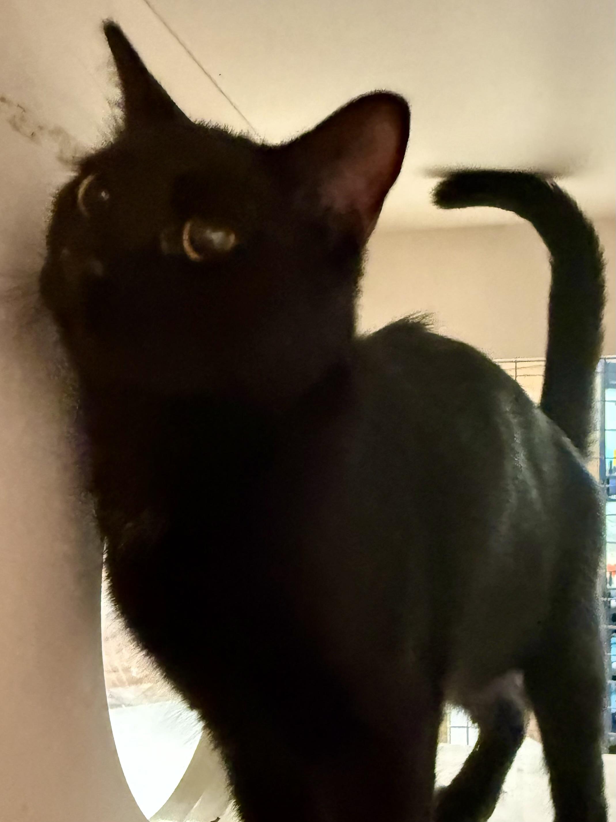 ECHO, adopted, Young Female Domestic Short Hair.
