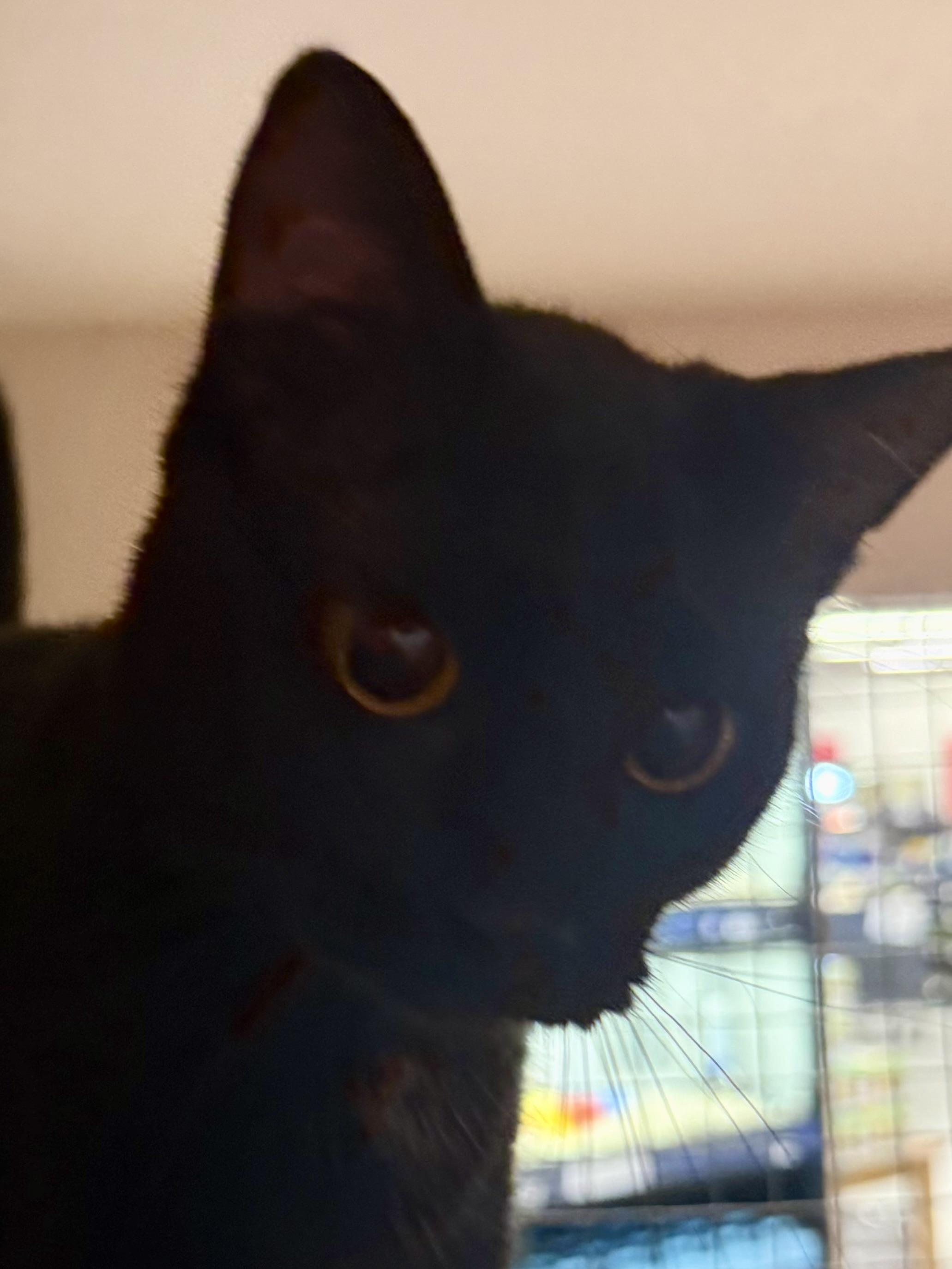 ECHO, an adopted Domestic Short Hair in Lake Ozark, MO image 2/2