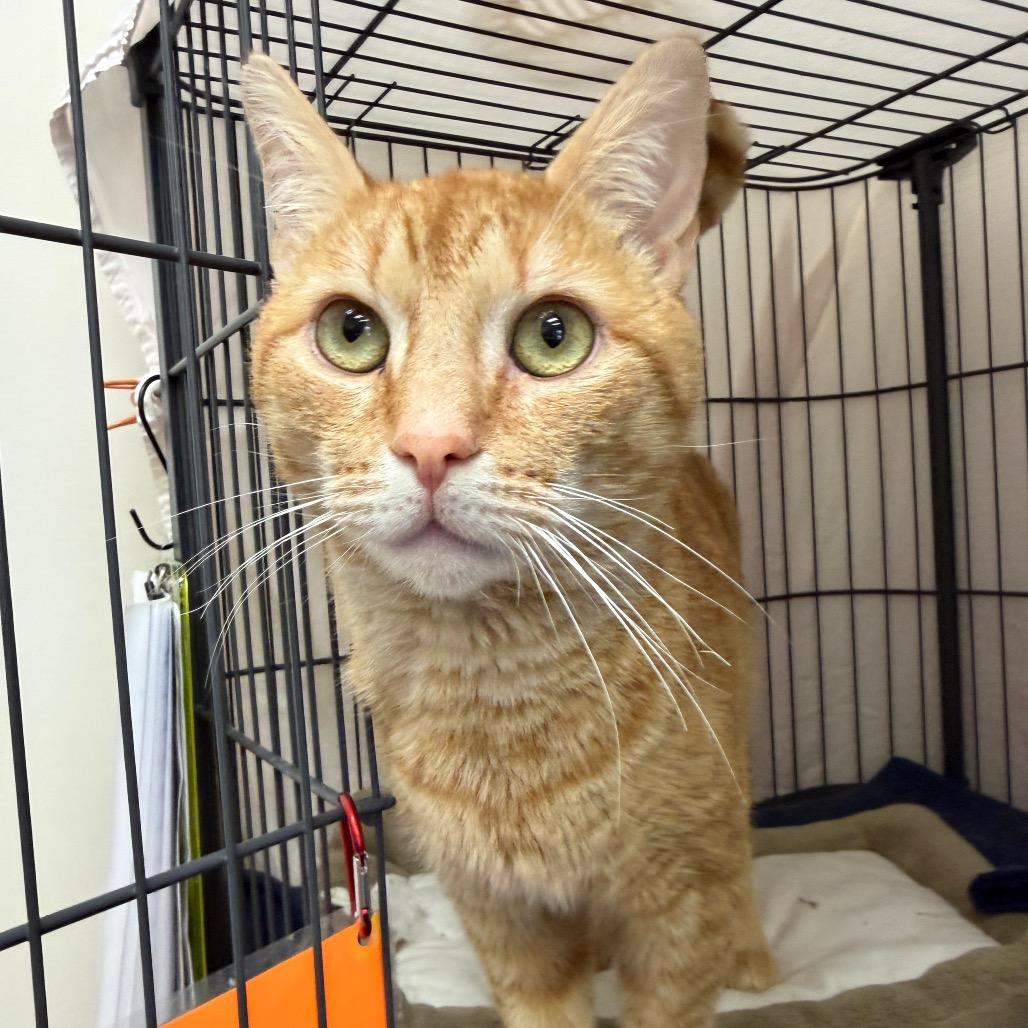 Nutty Professor, Adoptable, Adult Male Domestic Short Hair.