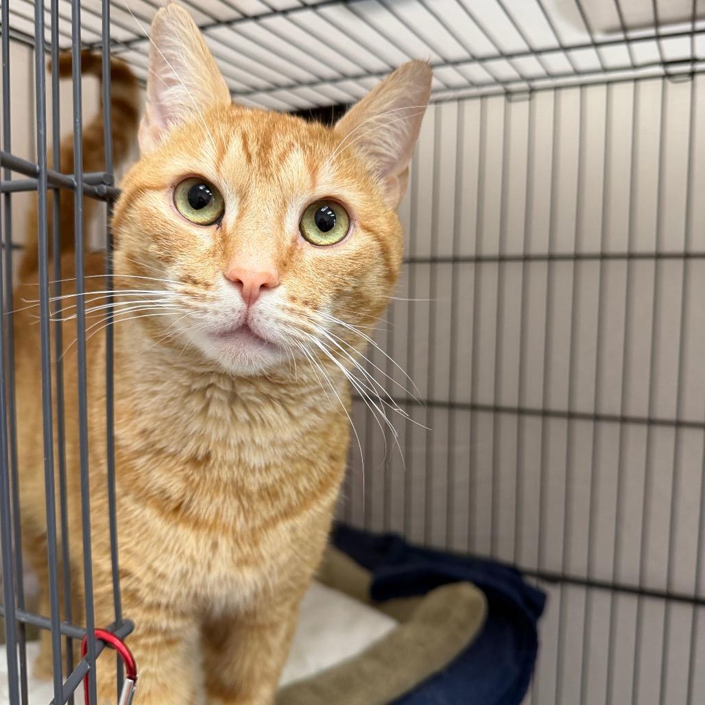 Nutty Professor, a Adoptable Domestic Short Hair in Mount Laurel, NJ image 2/2