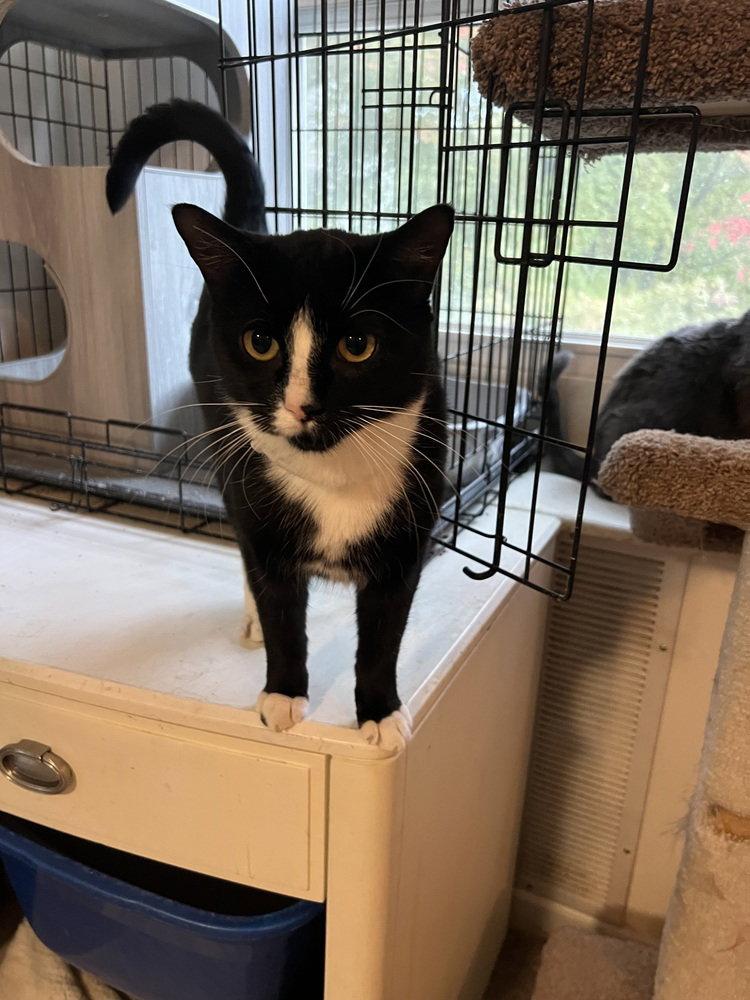 Enlarge Sylvester, a Adoptable Domestic Short Hair in O'Fallon, MO image 2/2