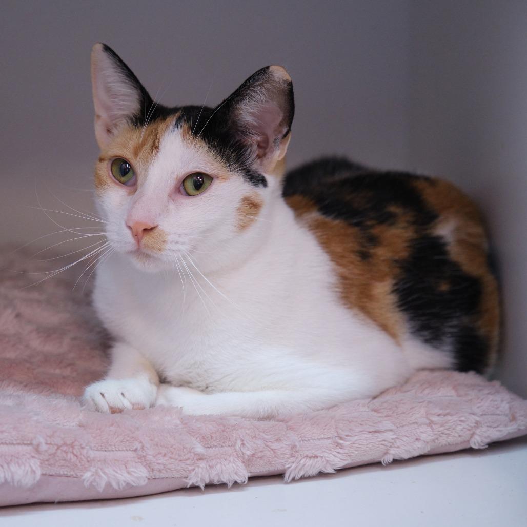 Amber, Adoptable, Young Female Domestic Short Hair.