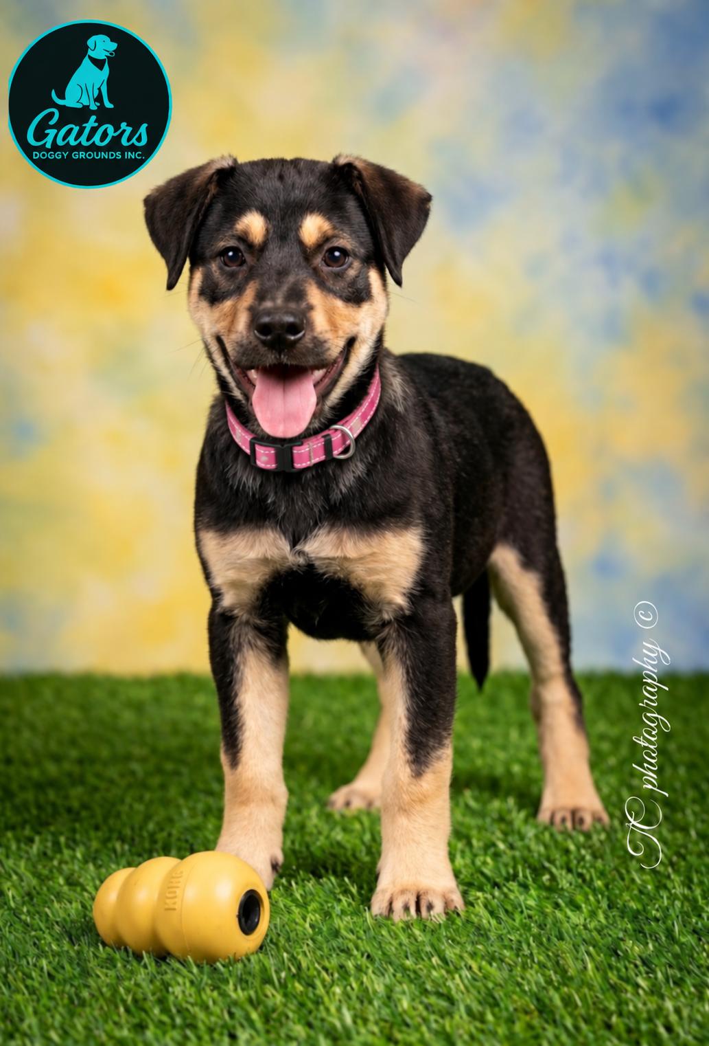 Enlarge Shyllo, a Adoptable mixed breed in Hortense, GA image 1/1