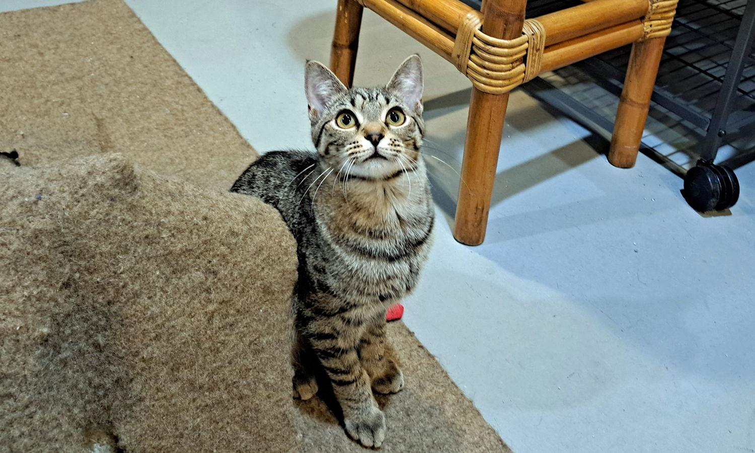 Lucky, Adoptable, Young Male Tabby & Domestic Short Hair.
