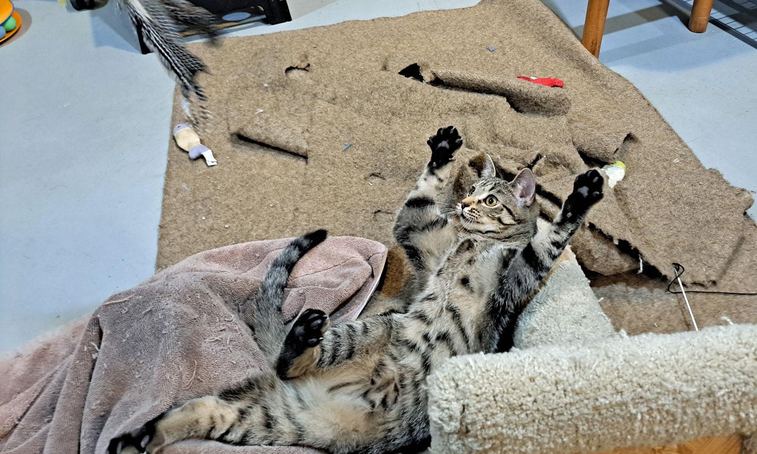 Enlarge Lucky, a Adoptable mixed breed in Amelia, OH image 2/3