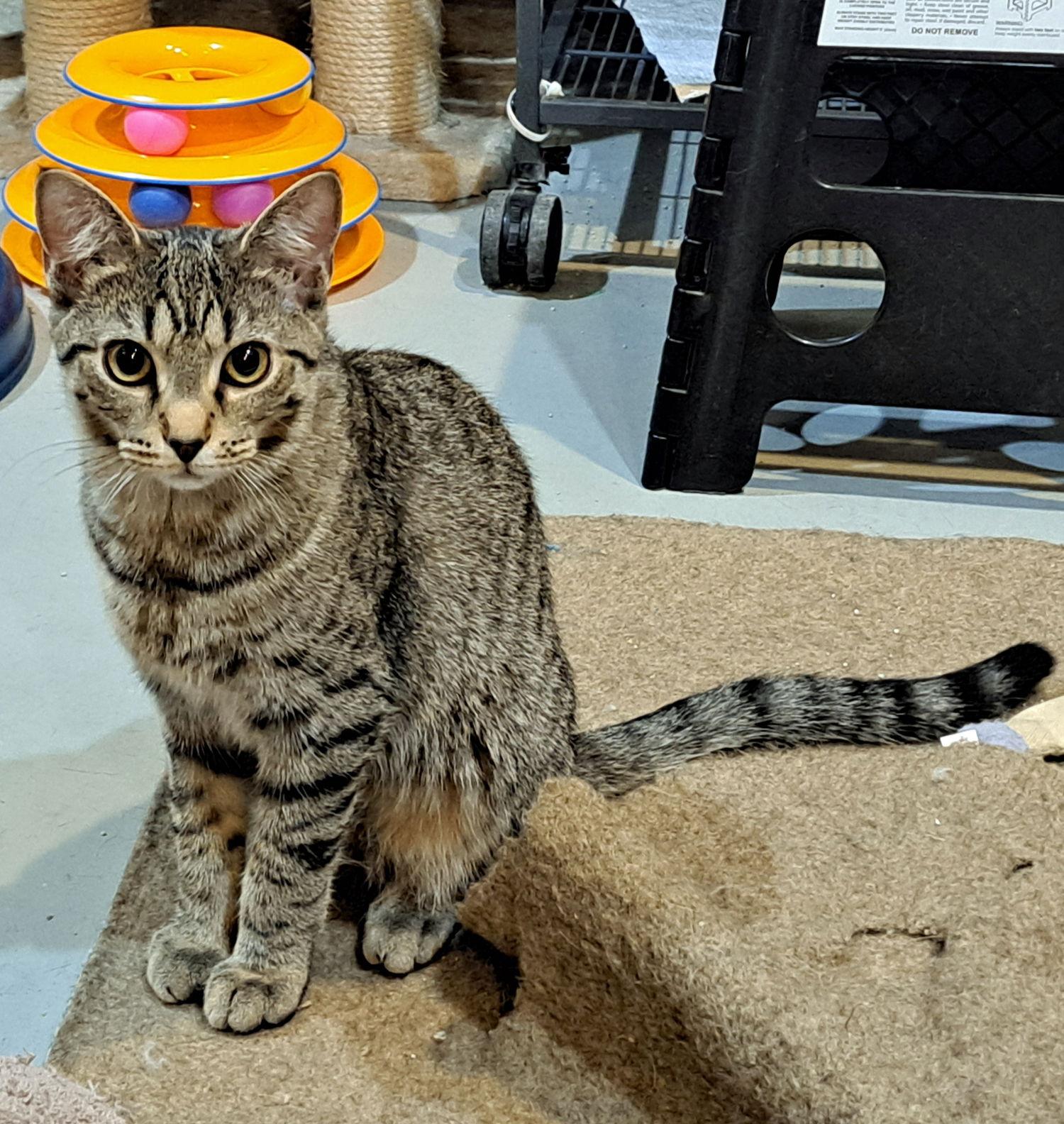 Enlarge Lucky, a Adoptable mixed breed in Amelia, OH image 3/3