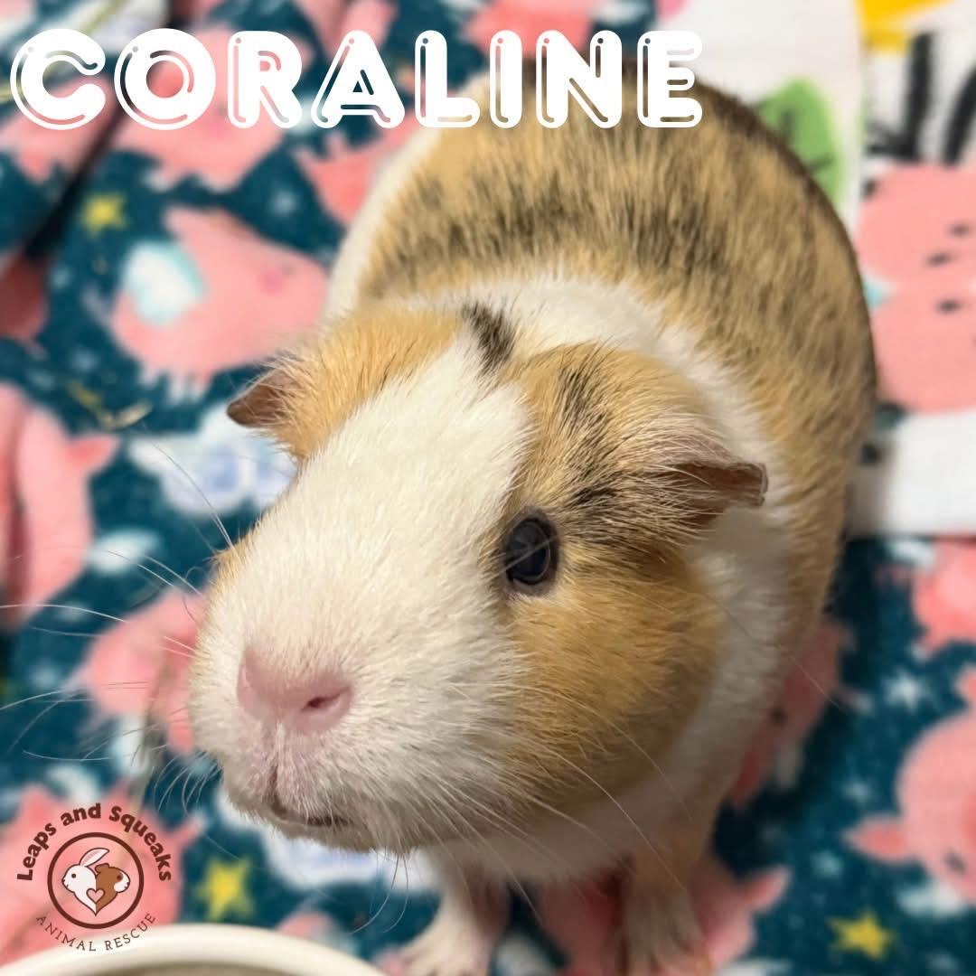 Coraline, Adoptable, Senior Female Short-Haired.