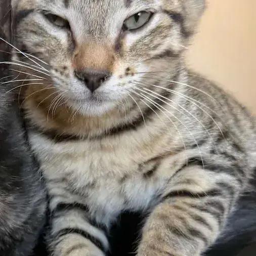 Mira, Adoptable, Kitten Male Domestic Short Hair.