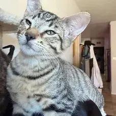 Mira, a Adoptable Domestic Short Hair in Albuquerque, NM image 2/2