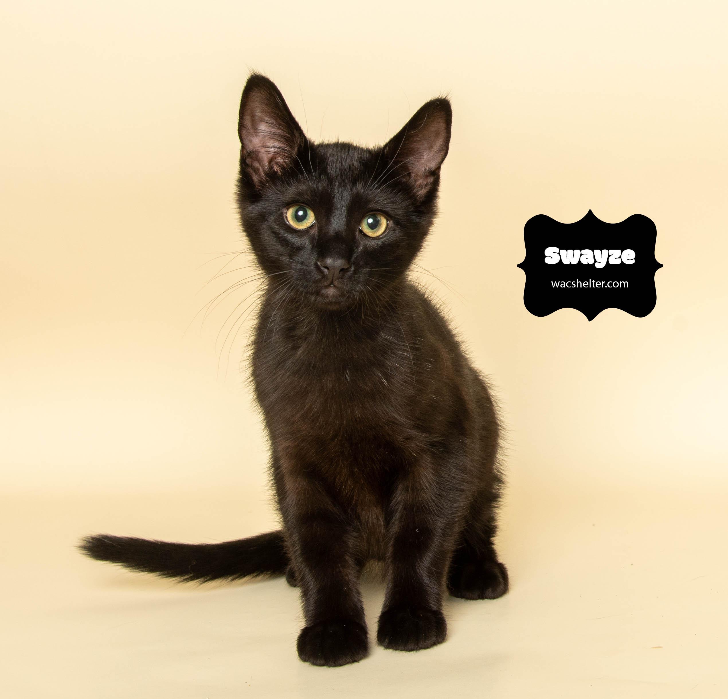 SWAYZE (Little Powerhouse)