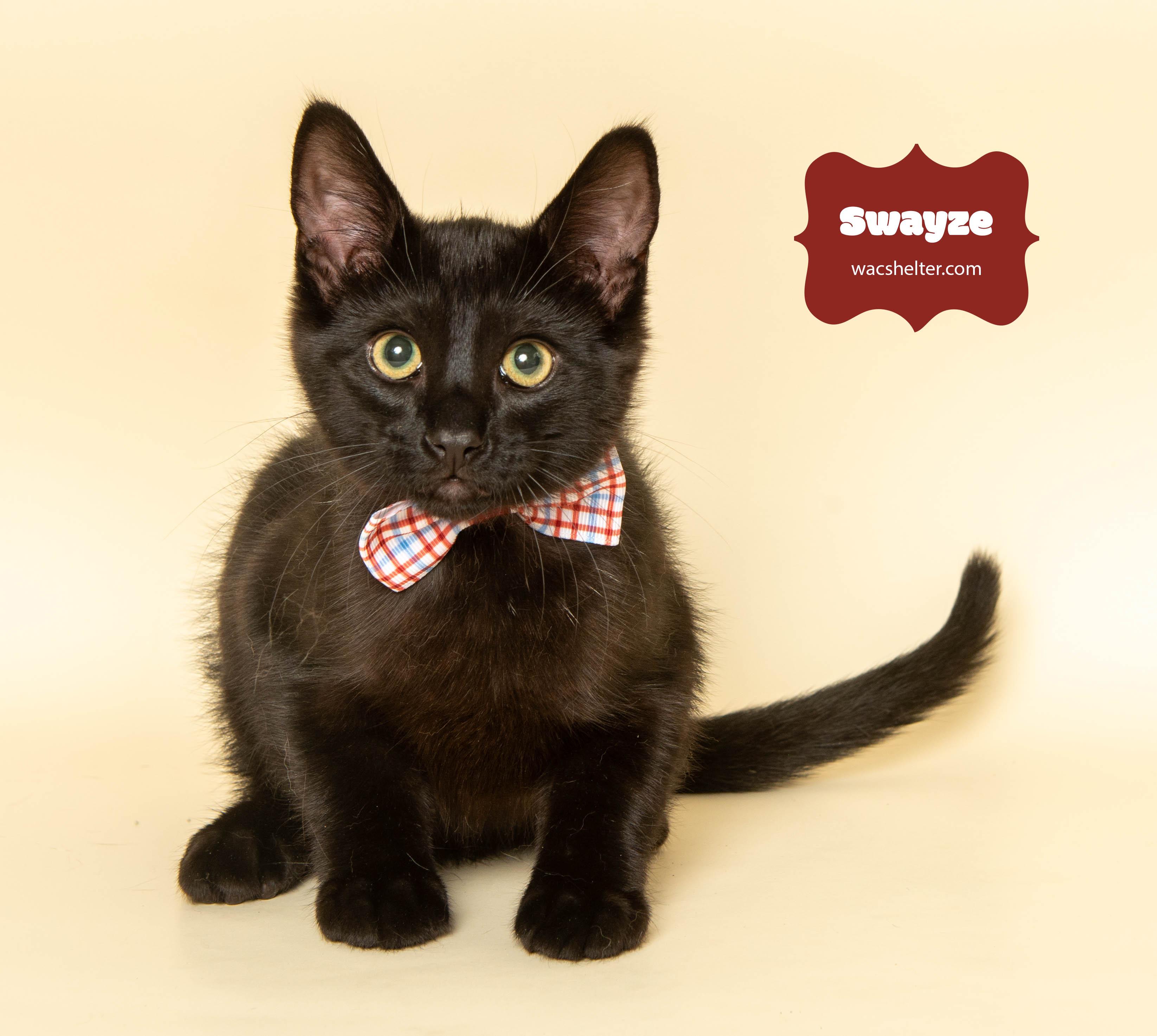 SWAYZE (Little Powerhouse)