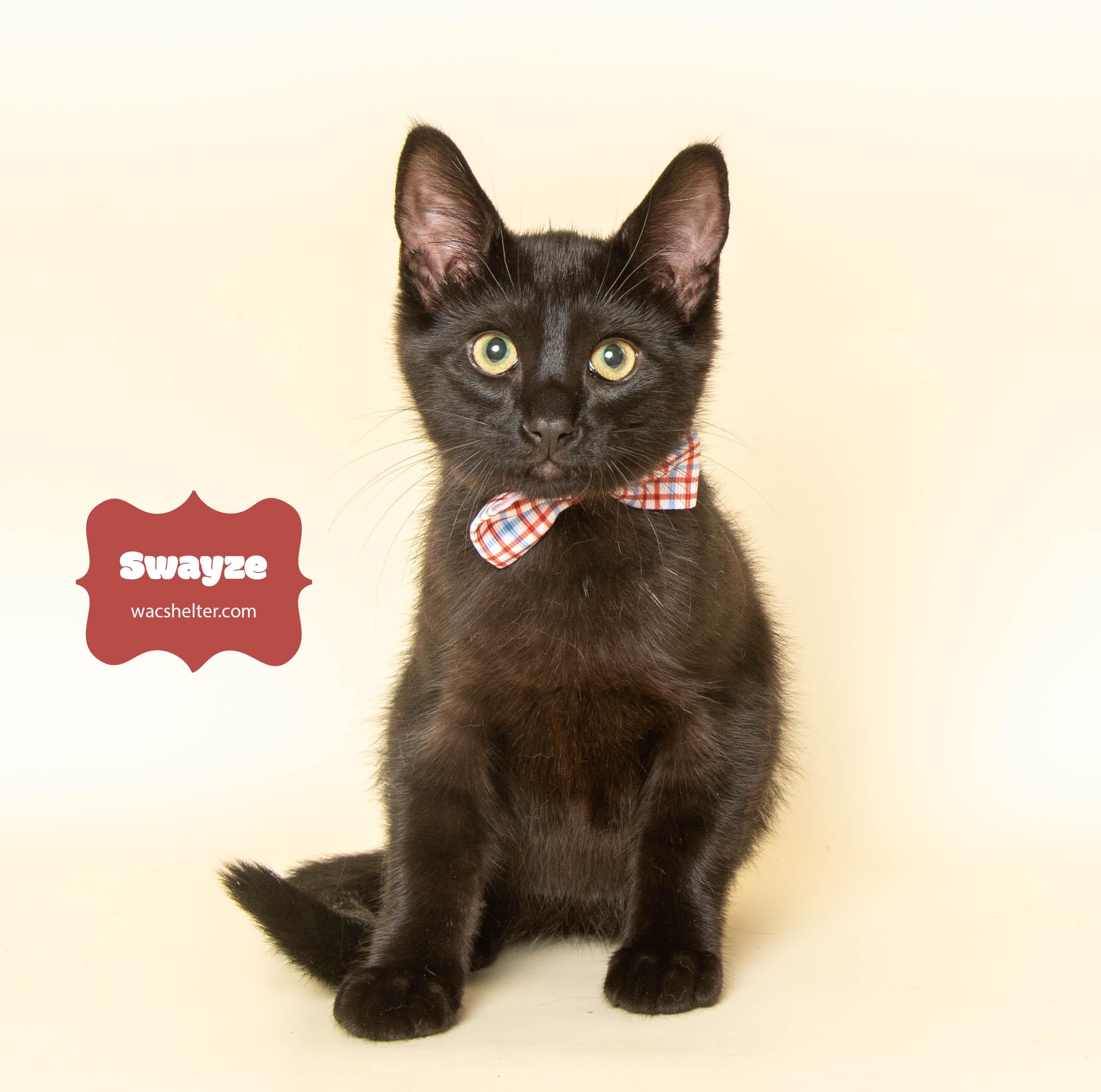 SWAYZE (Little Powerhouse)