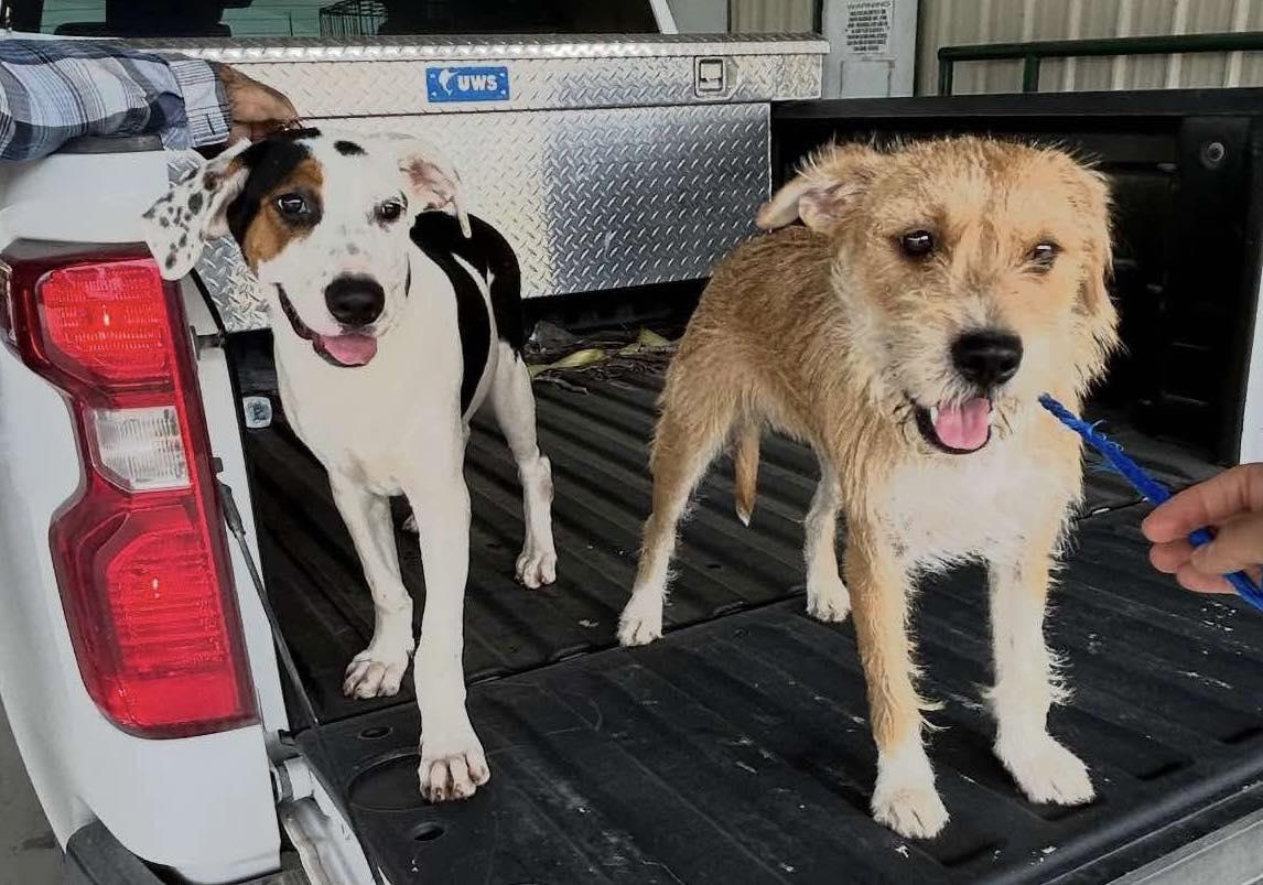 Enlarge Kimber, a Adopted mixed breed in Royal Oak, MI image 1/5