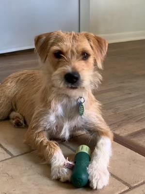Kimber, Adopted, Young Female Terrier.