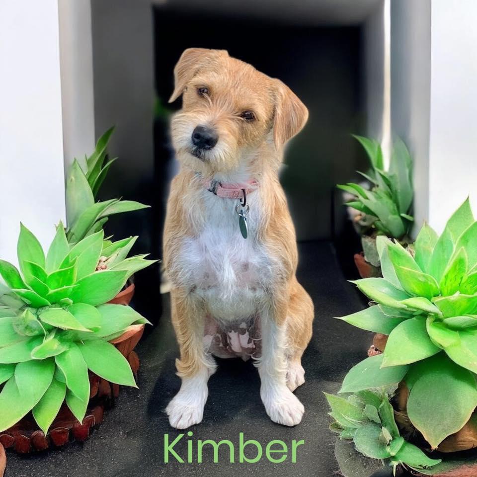Enlarge Kimber, a Adopted mixed breed in Royal Oak, MI image 3/5