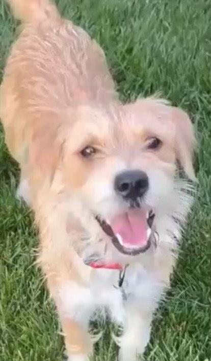 Enlarge Kimber, a Adopted mixed breed in Royal Oak, MI image 5/5