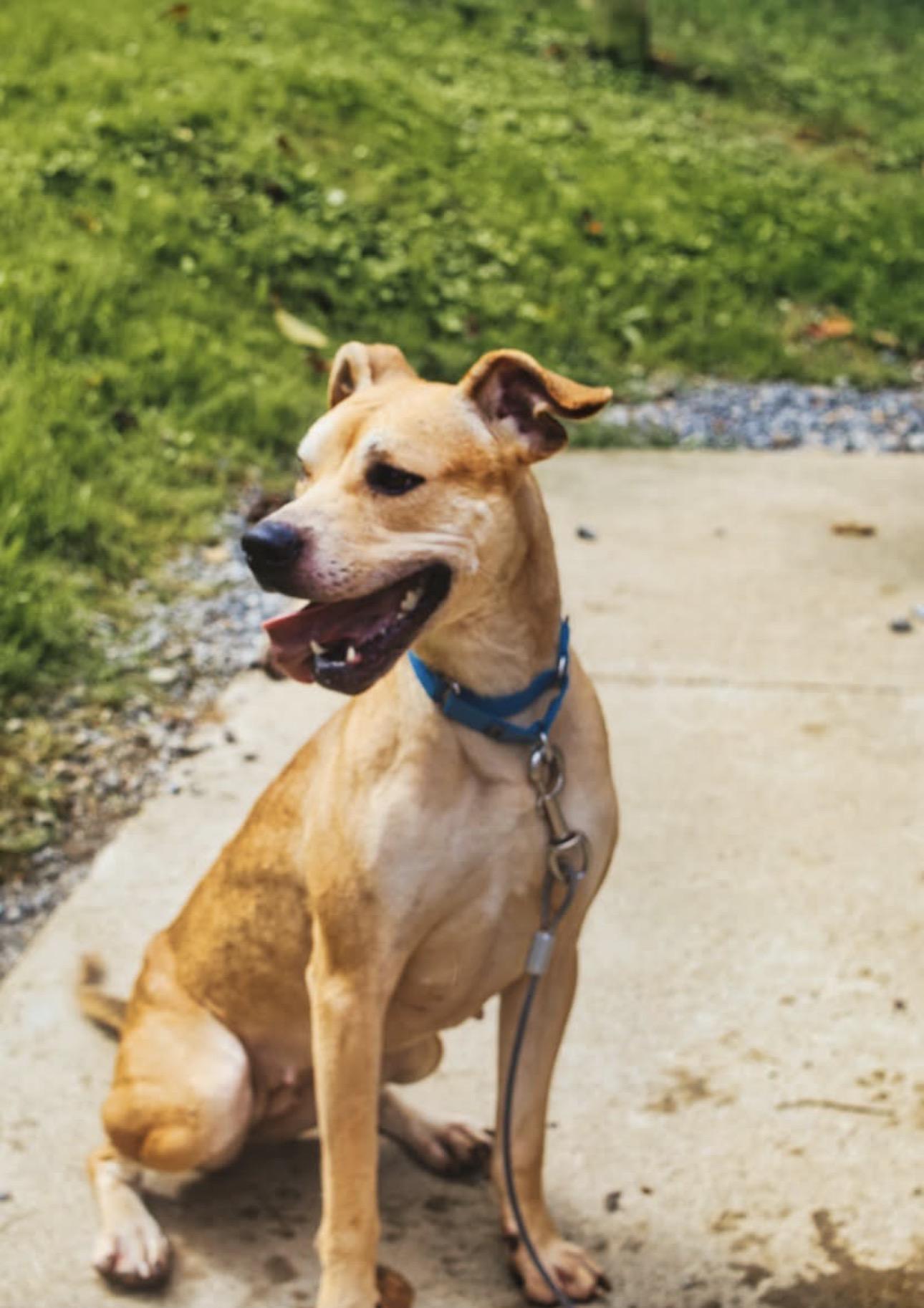 Enlarge Delilah, a Adoptable mixed breed in Grafton, WV image 3/4