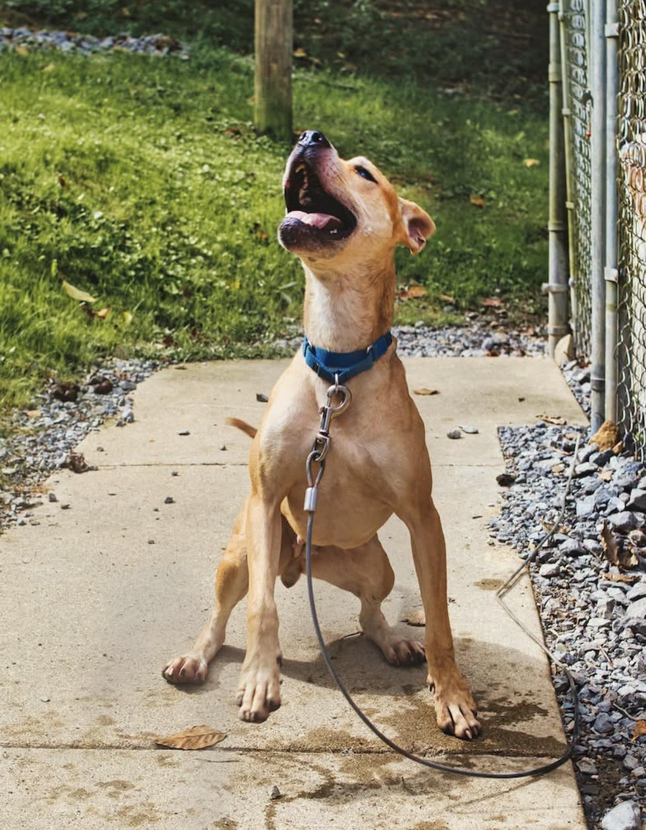 Enlarge Delilah, a Adoptable mixed breed in Grafton, WV image 4/4