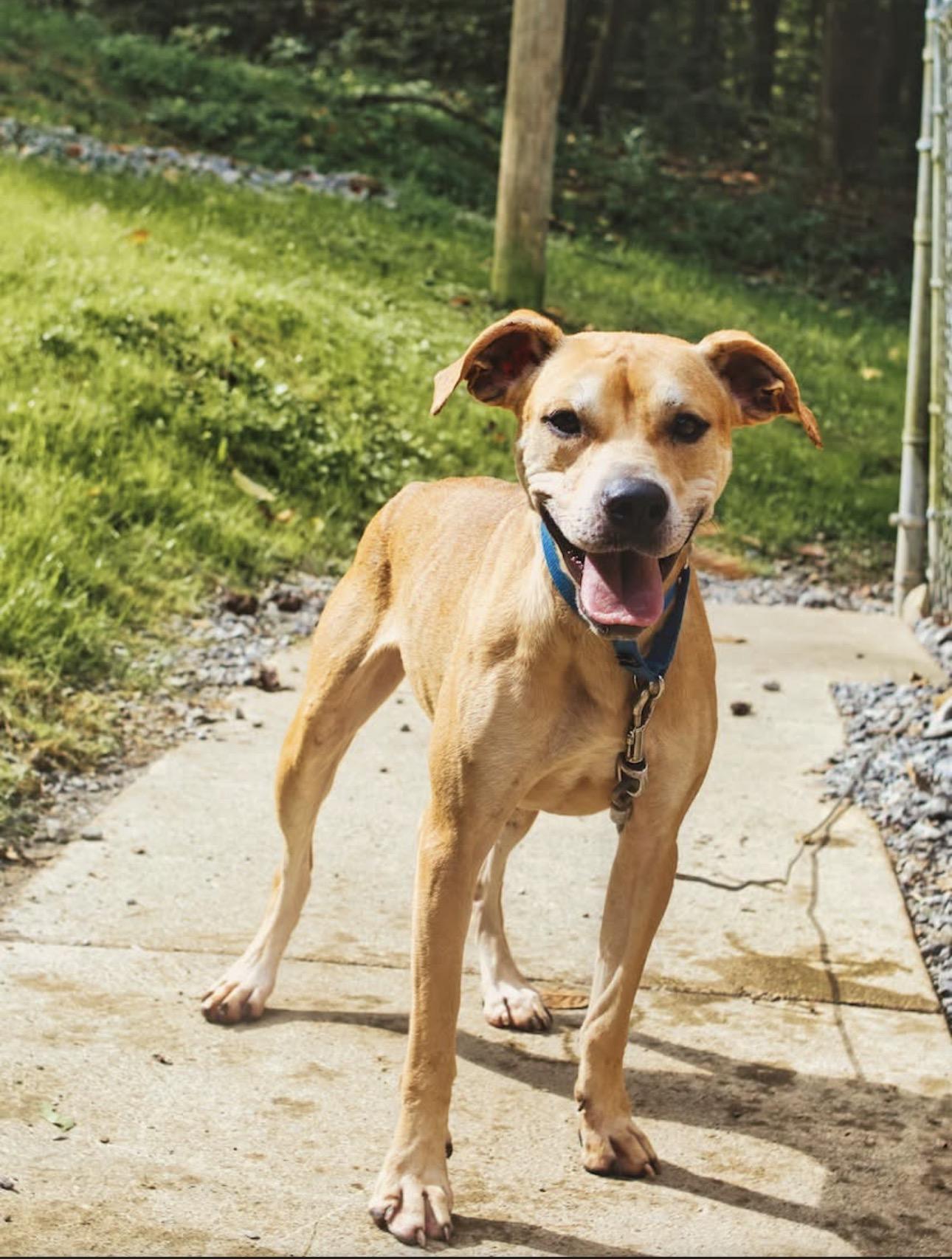 Enlarge Delilah, a Adoptable mixed breed in Grafton, WV image 2/4