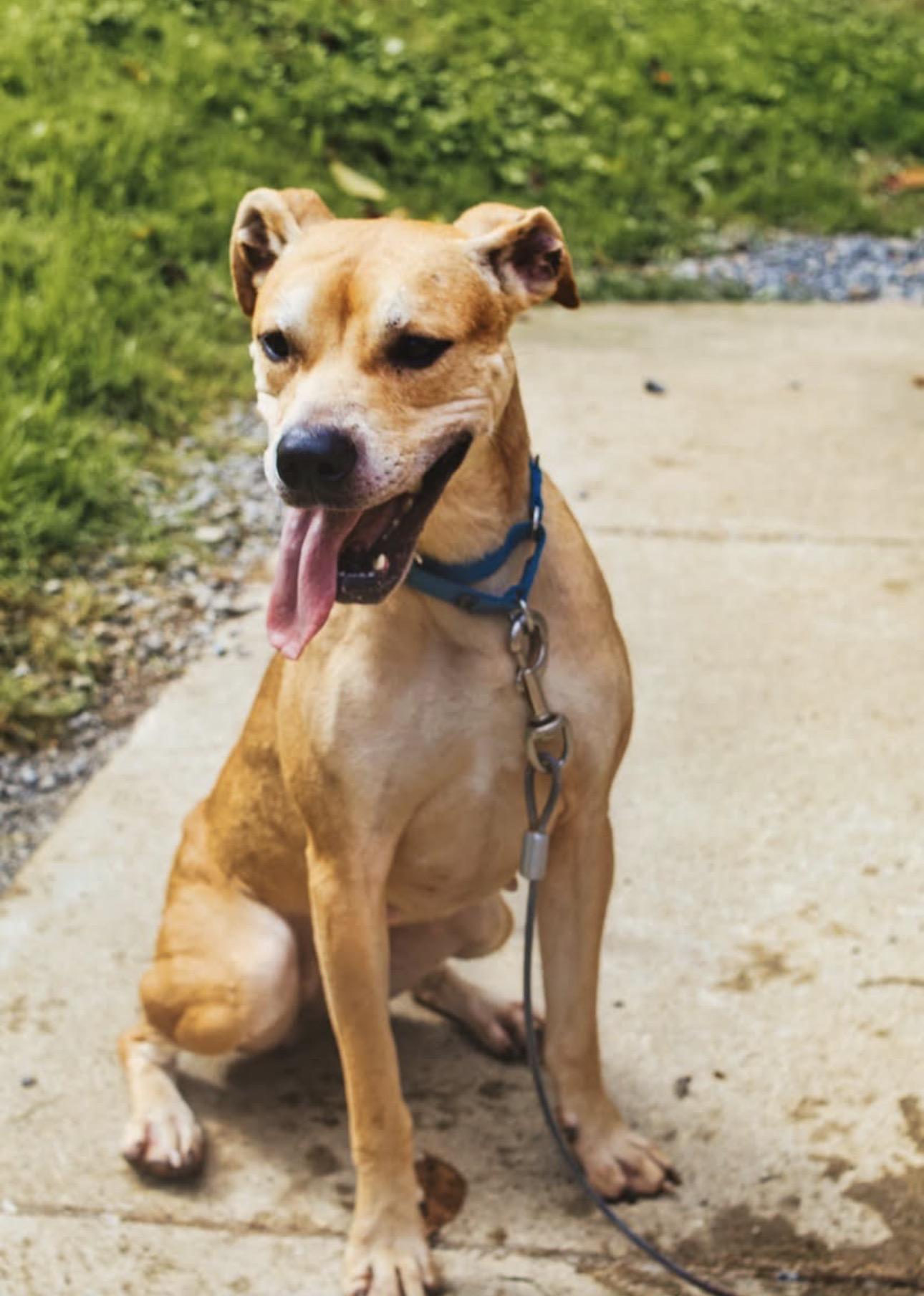 Delilah, Adoptable, Adult Female Boxer.