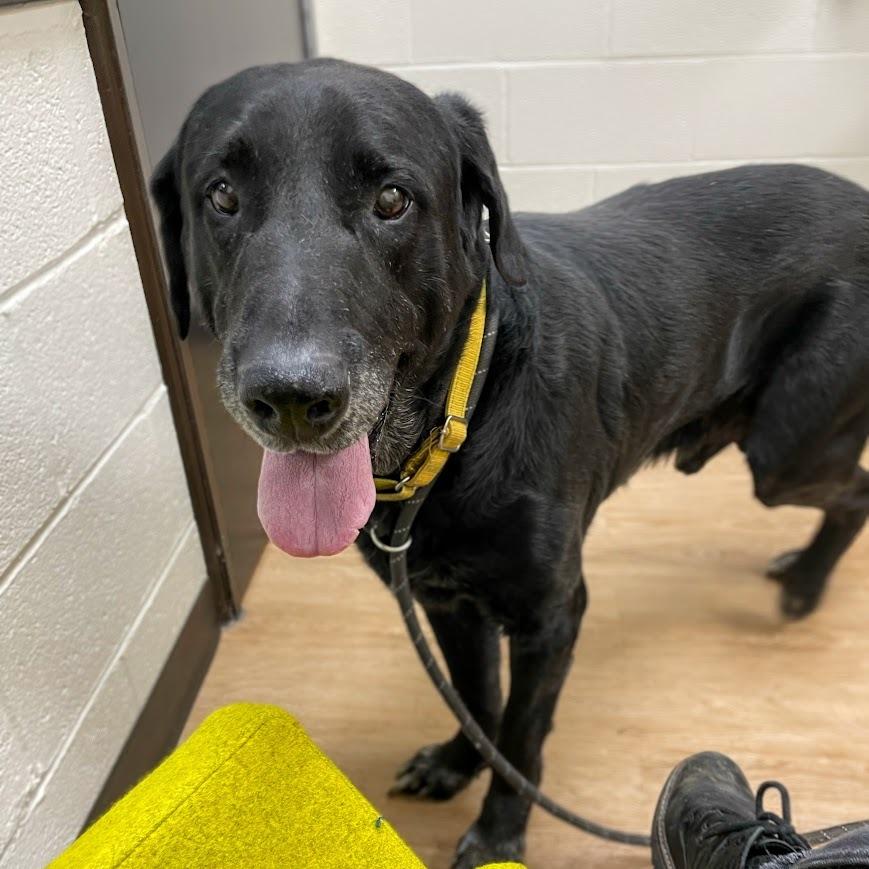 Yeller — thumbnail 2