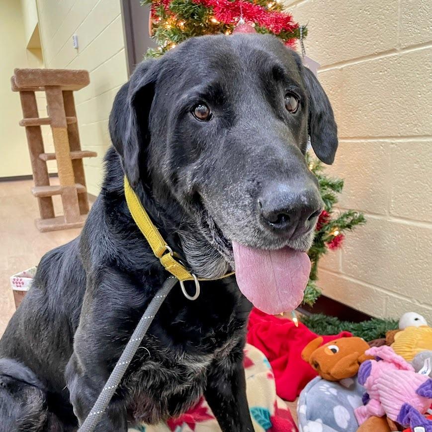 Yeller — thumbnail 4