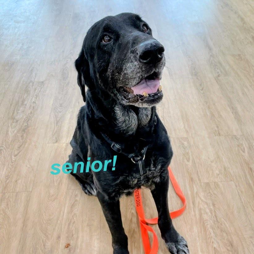 Yeller — thumbnail 5