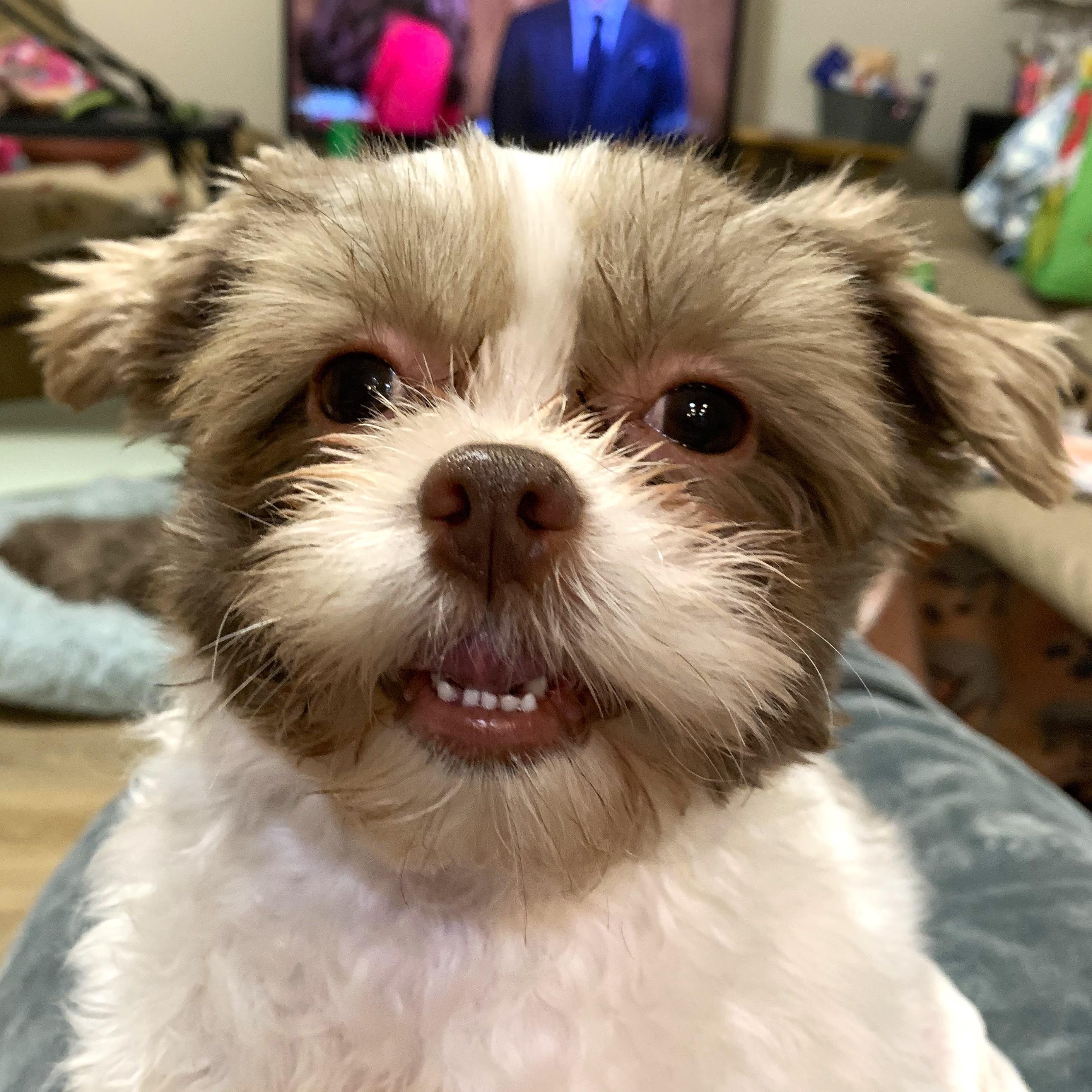 Star, adopted, Young Female Shih Tzu.