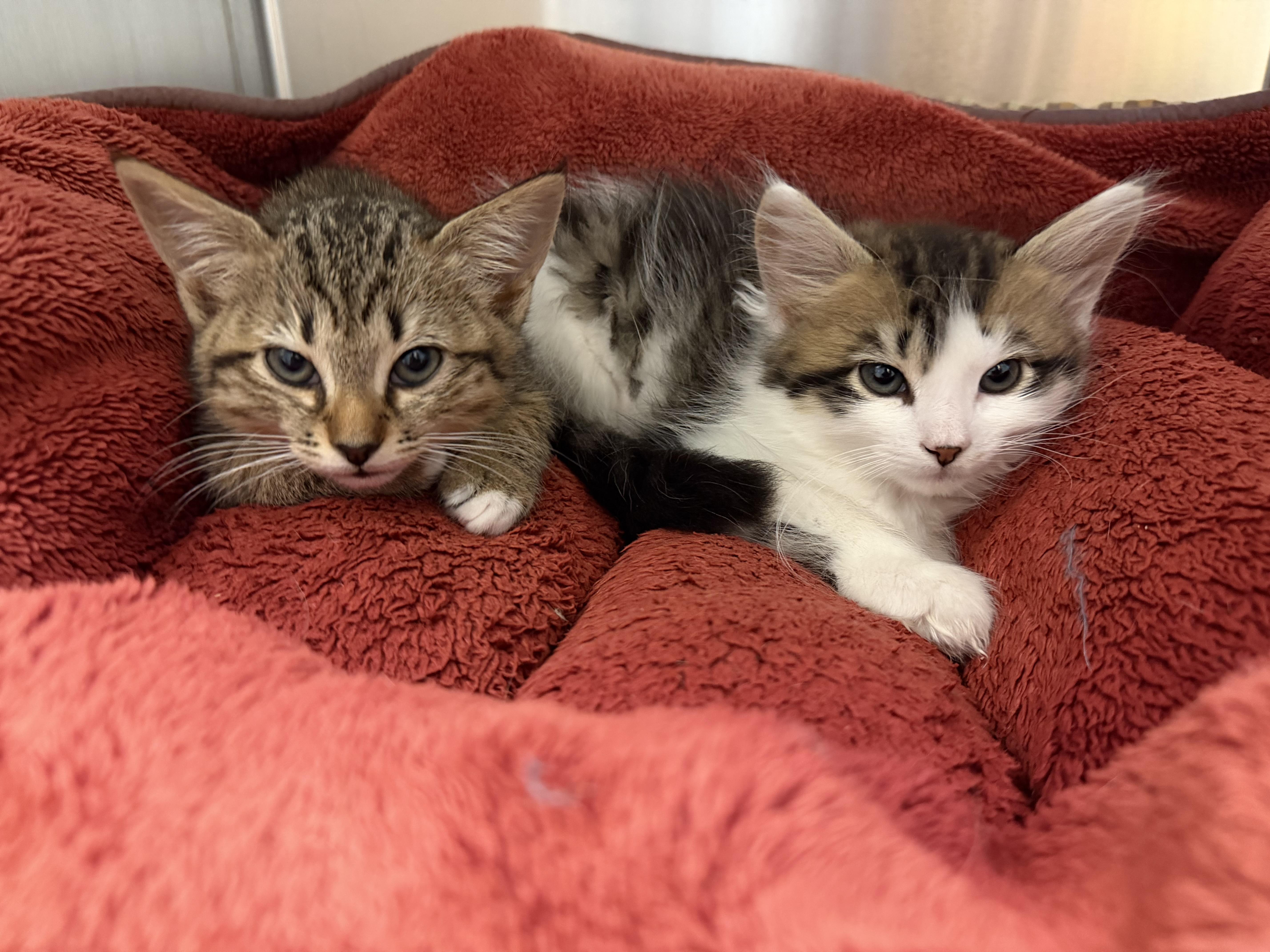 FIV-Positive Kittens, adopted, Kitten Female American Shorthair.