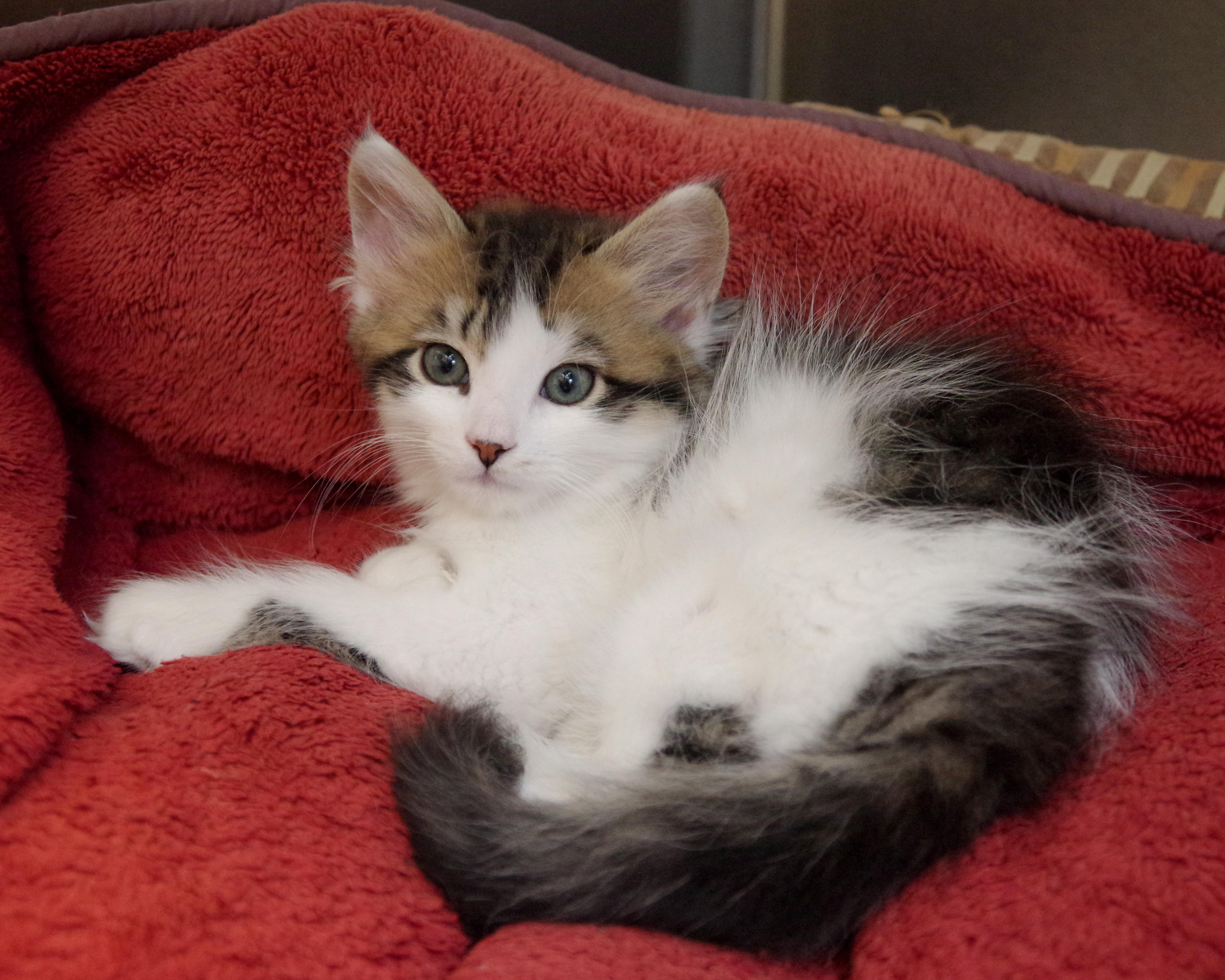 Enlarge FIV-Positive Kittens, an adopted American Shorthair in Scituate, MA image 2/5