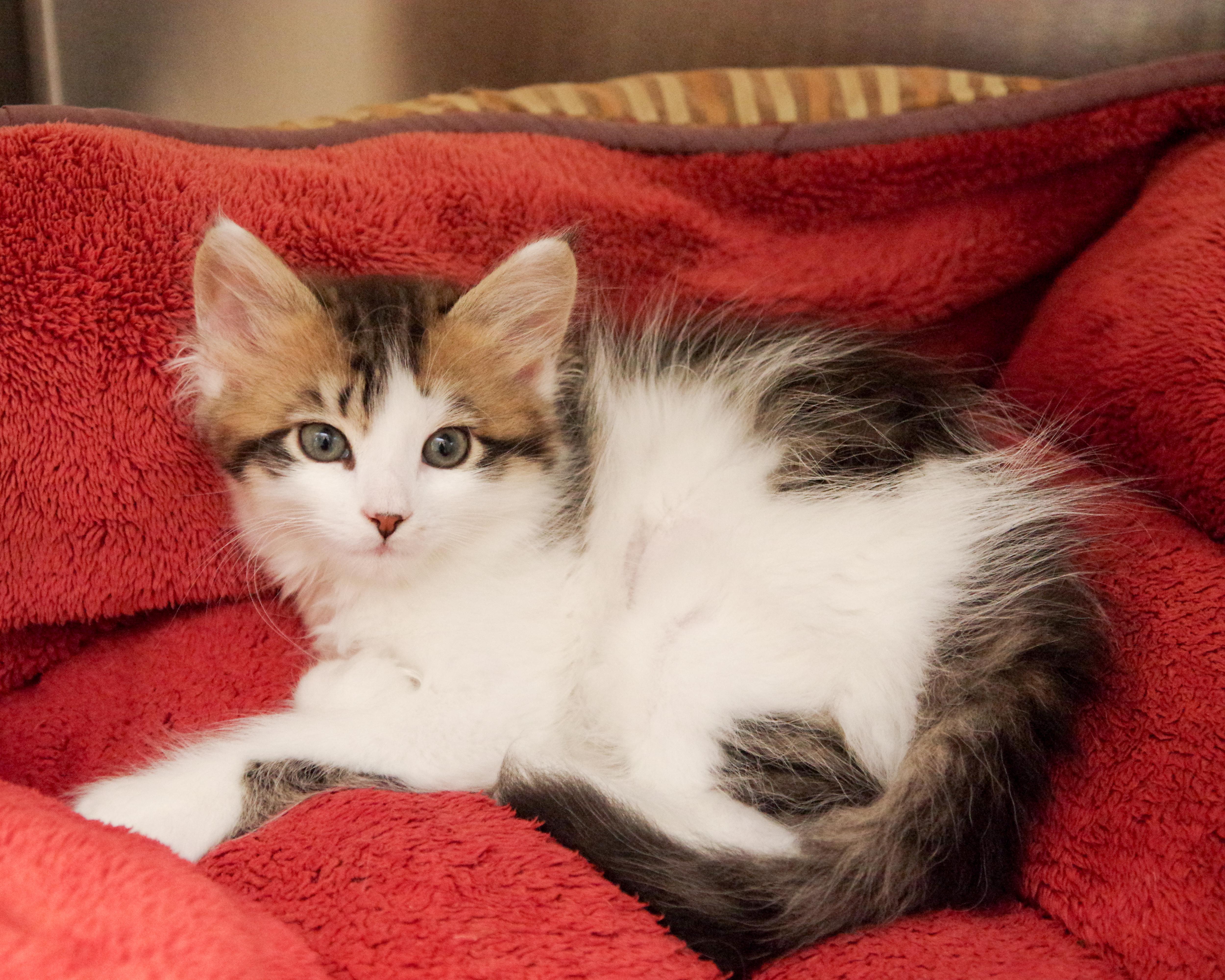 Enlarge FIV-Positive Kittens, an adopted American Shorthair in Scituate, MA image 4/5