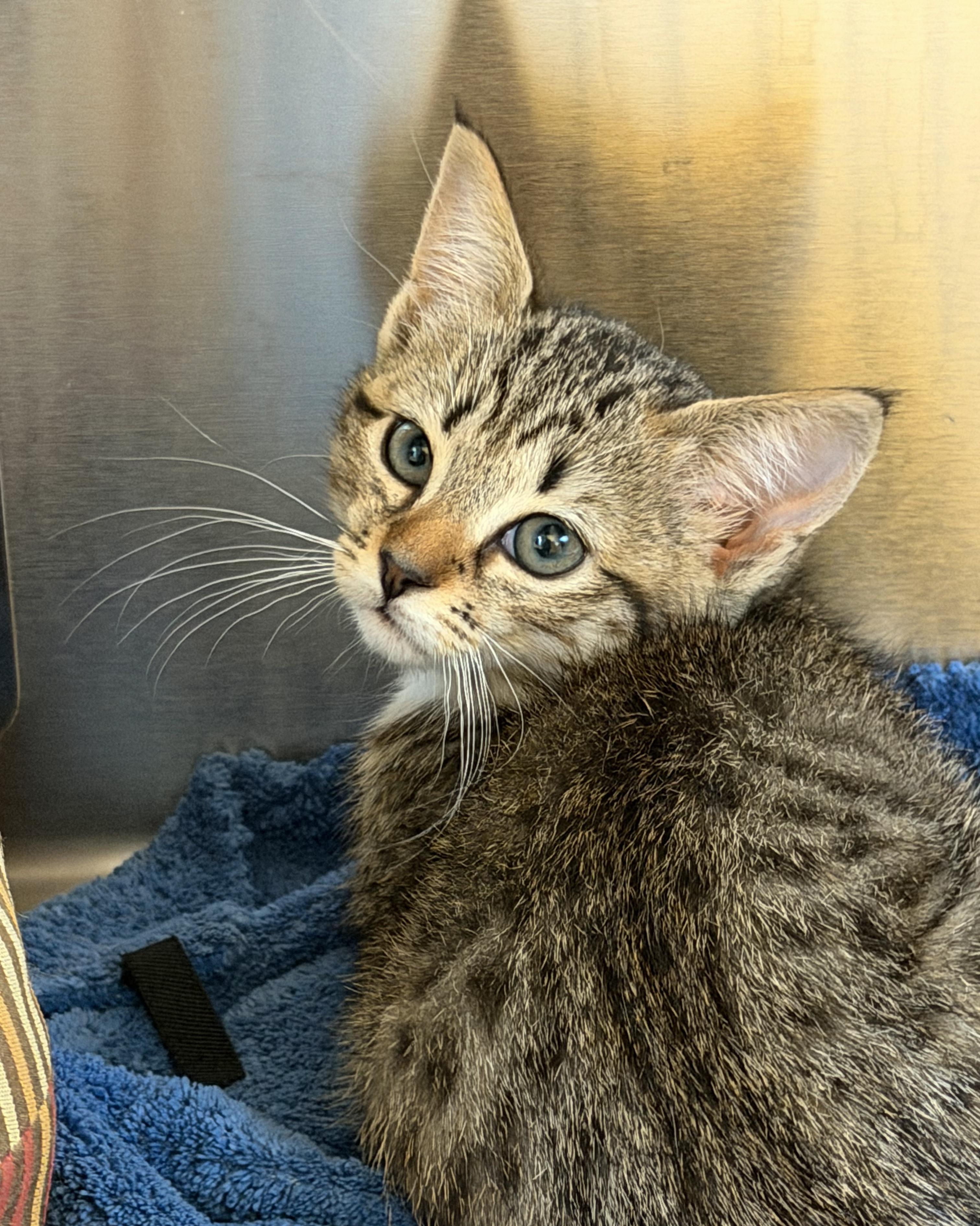 Enlarge FIV-Positive Kittens, an adopted American Shorthair in Scituate, MA image 5/5
