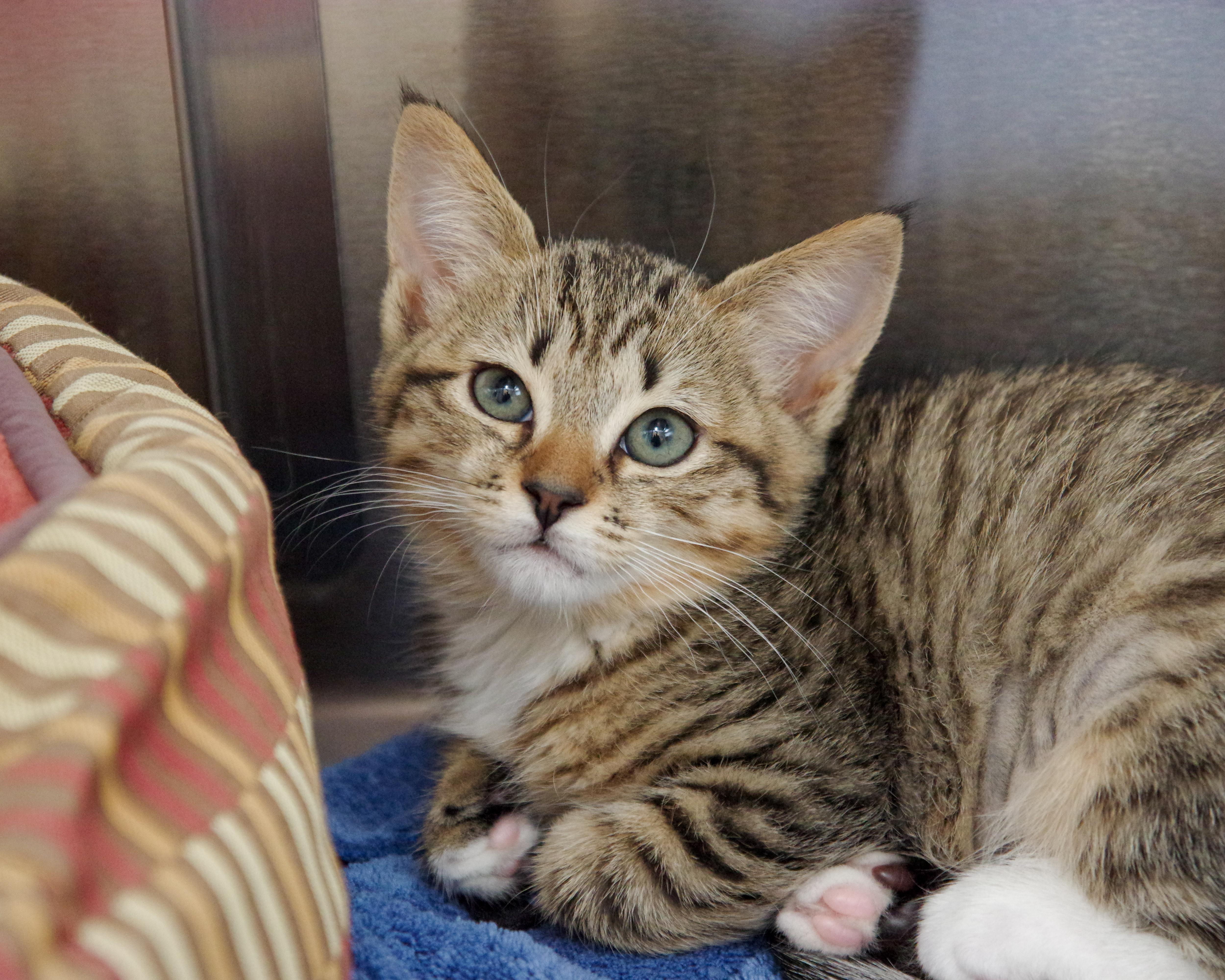 Enlarge FIV-Positive Kittens, an adopted American Shorthair in Scituate, MA image 3/5