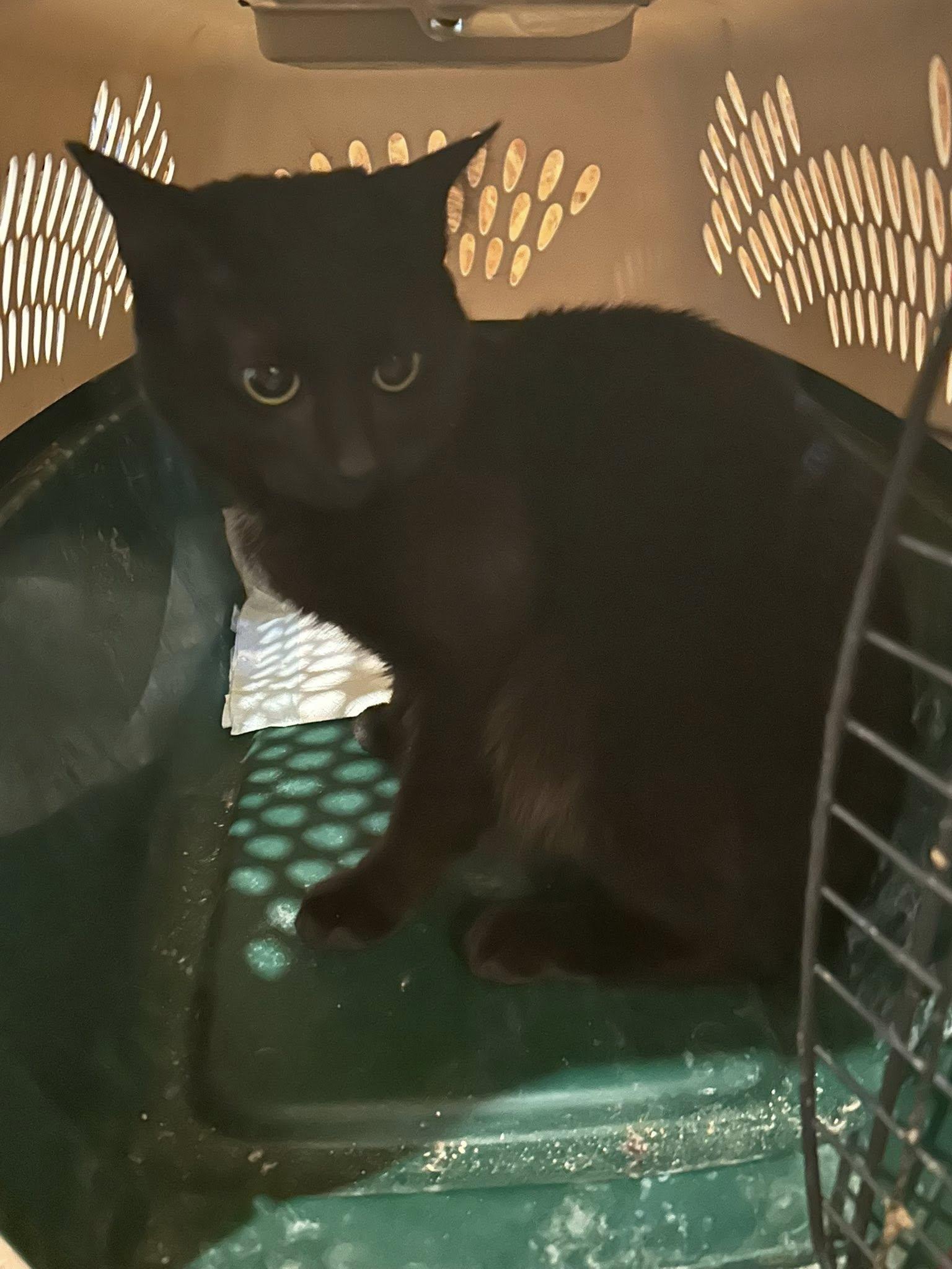 Gallagher, ADOPTABLE, Young Male American Shorthair.