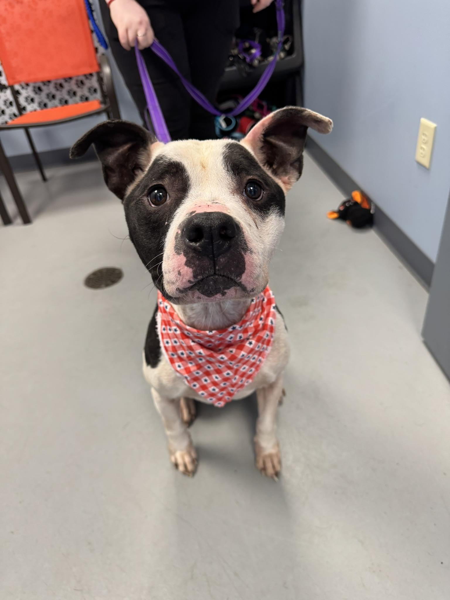 Oreo Puddin, a Adoptable mixed breed in Zanesville, OH image 1/2