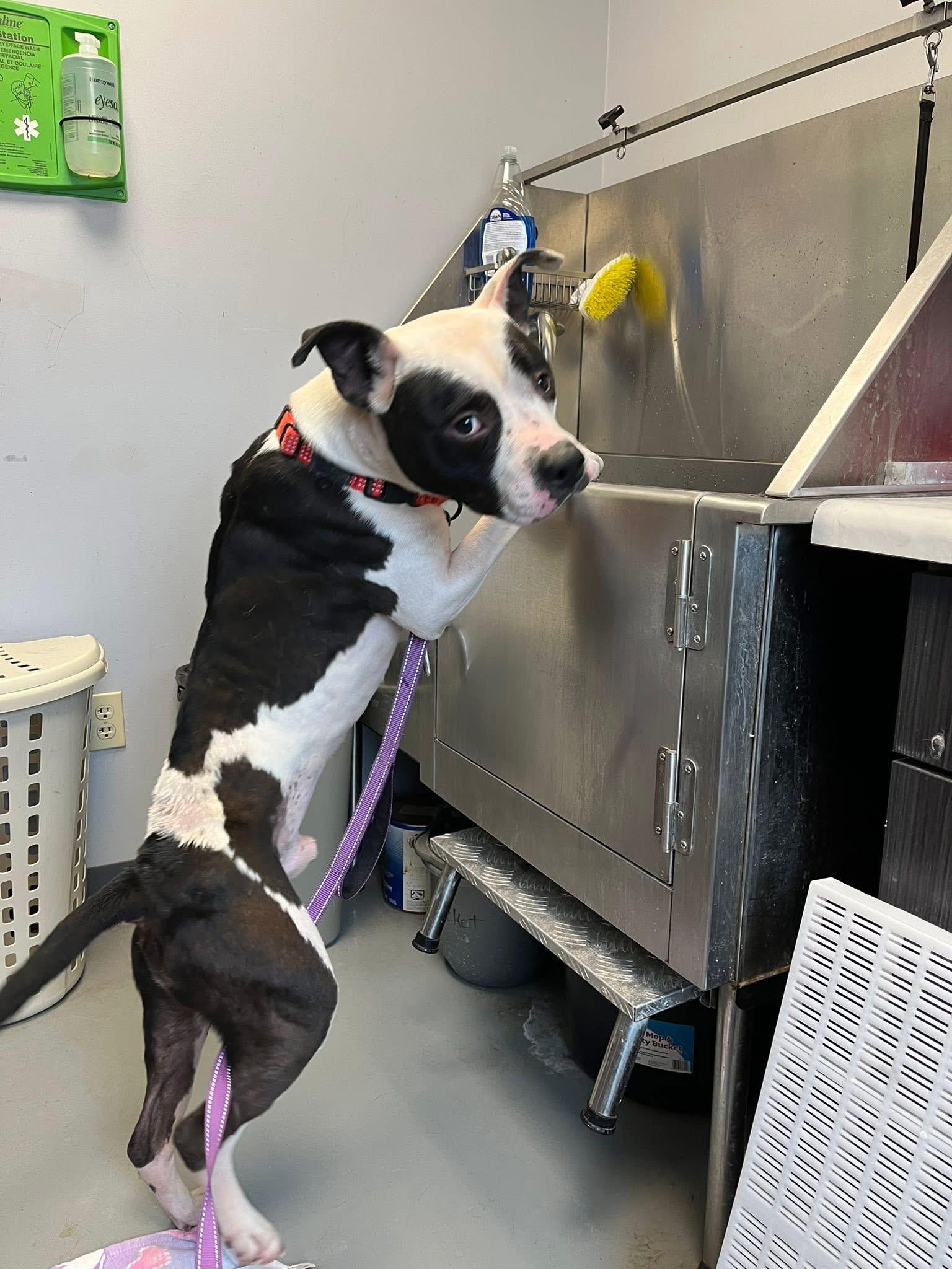 Enlarge Oreo Puddin, a Adoptable mixed breed in Zanesville, OH image 4/4