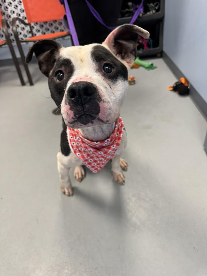 Oreo Puddin, a Adoptable mixed breed in Zanesville, OH image 2/2