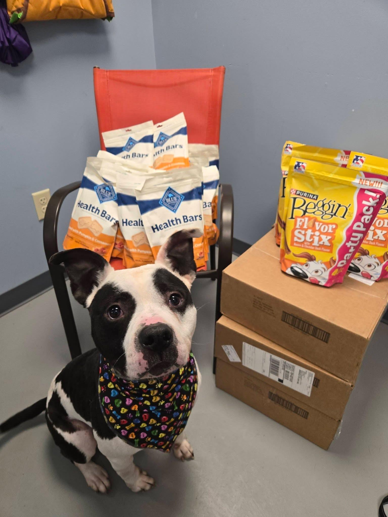 Enlarge Oreo Puddin, a Adoptable mixed breed in Zanesville, OH image 3/4