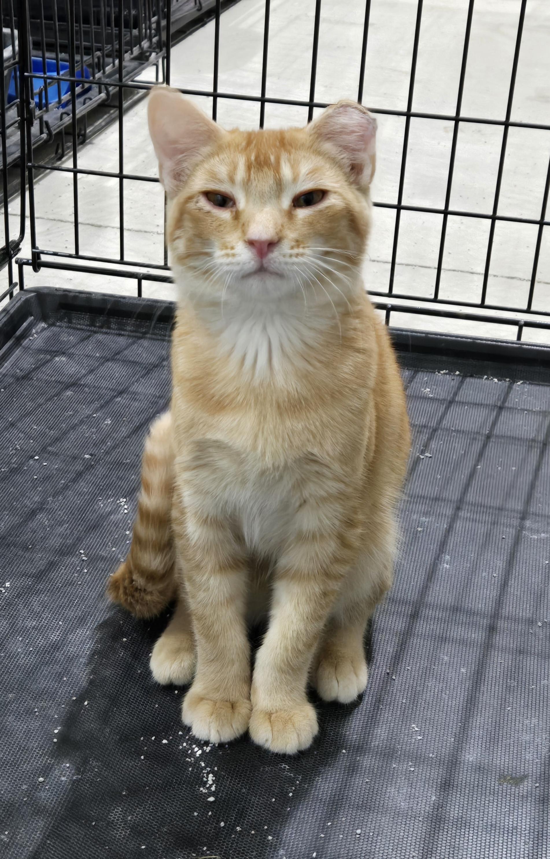 Chewbacca, an adoptable Domestic Short Hair in Steamboat Springs, CO, 80477 | Photo Image 1