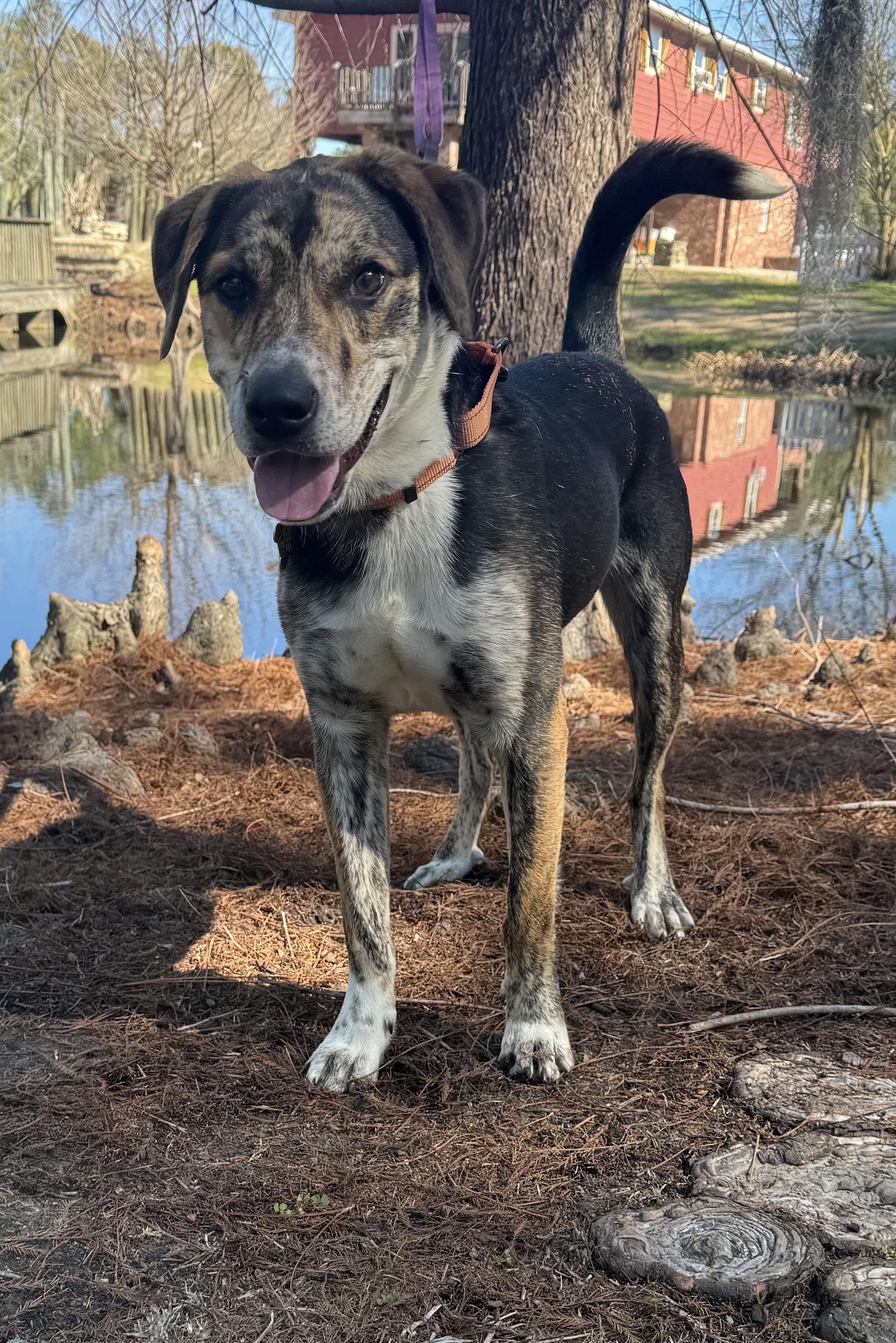 Enlarge Tater Tot, an adopted mixed breed in Ocean Springs, MS image 4/4