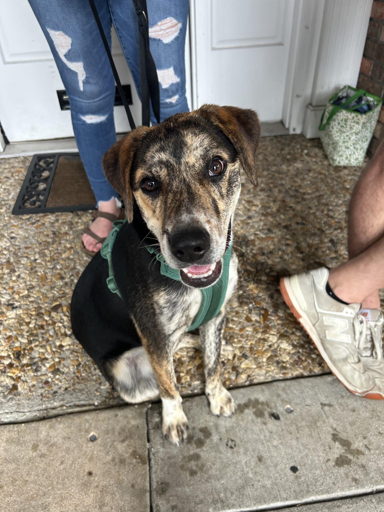 Tater Tot, adopted, Young Male Catahoula Leopard Dog & Labrador Retriever.