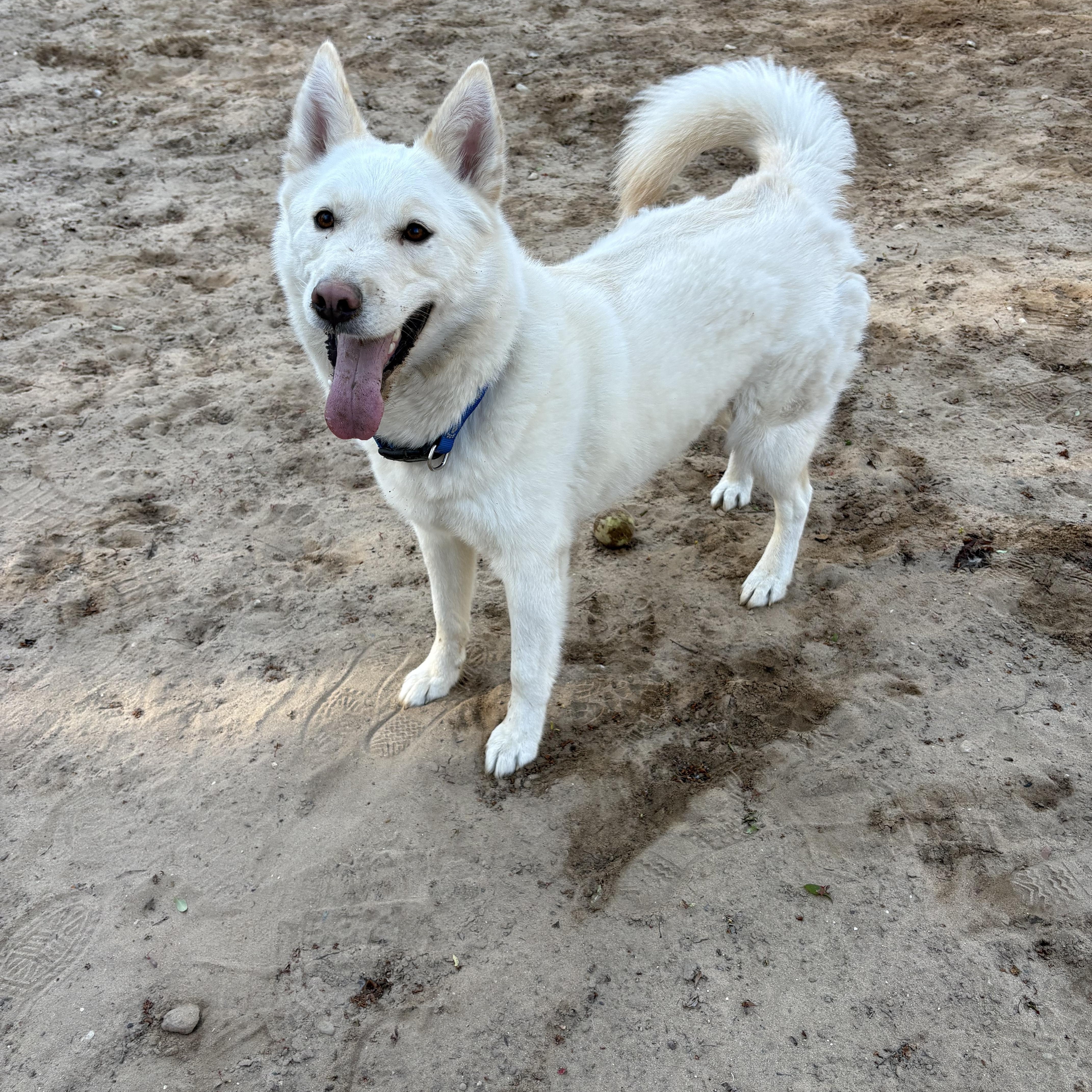 Geralt , ADOPTABLE, Young Male Mixed Breed.