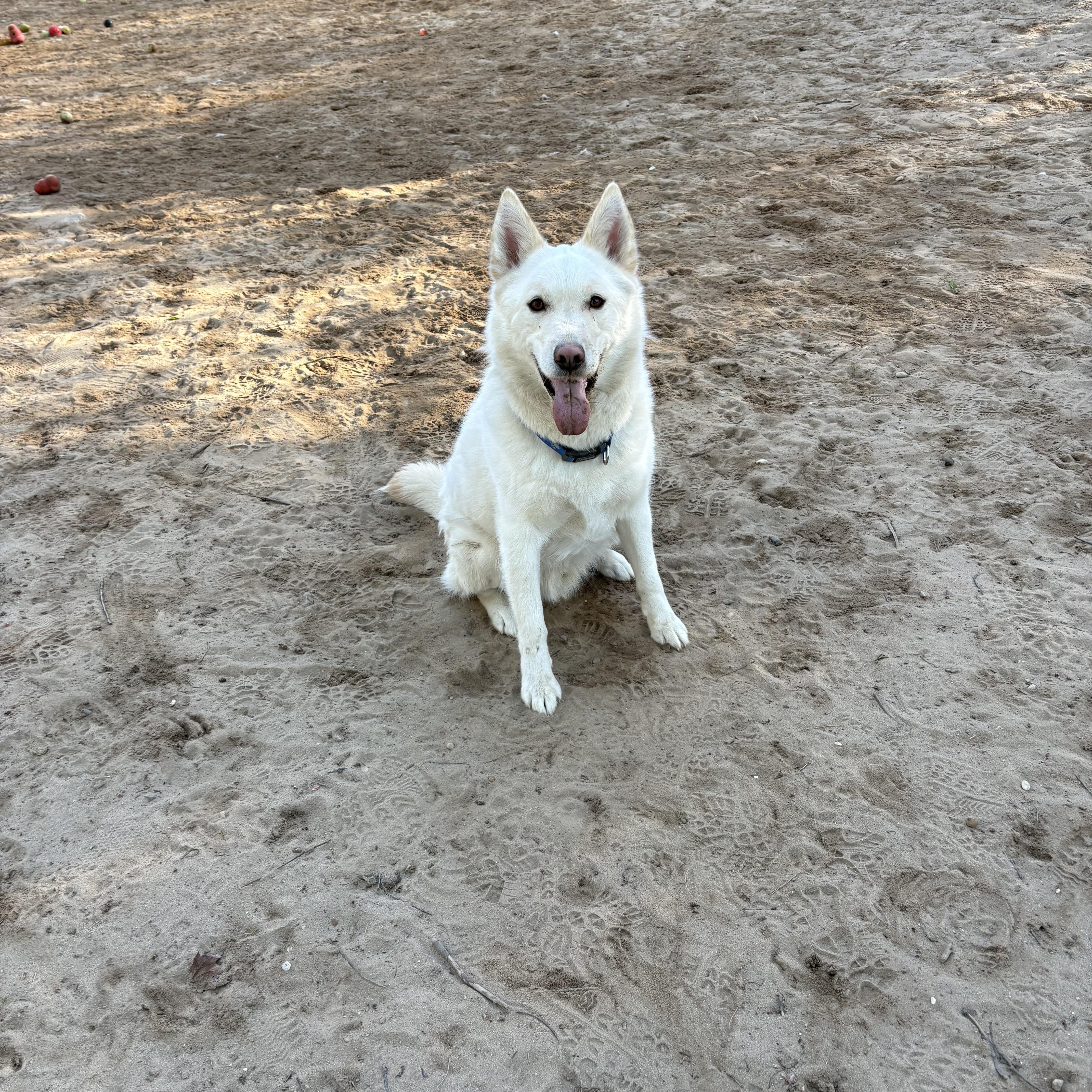 Enlarge Geralt , a ADOPTABLE Mixed Breed in Big Rapids, MI image 3/3