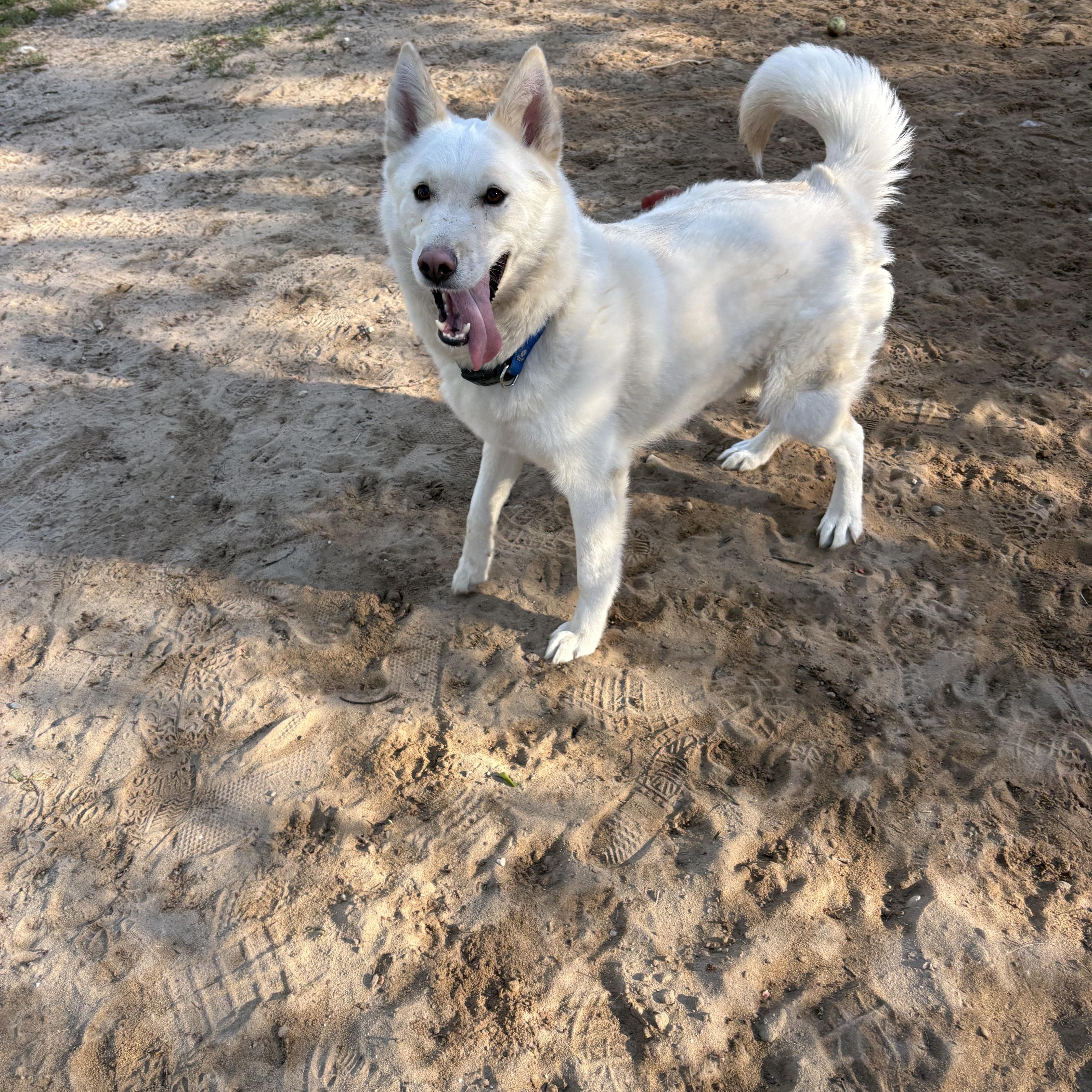 Enlarge Geralt , a ADOPTABLE Mixed Breed in Big Rapids, MI image 2/3