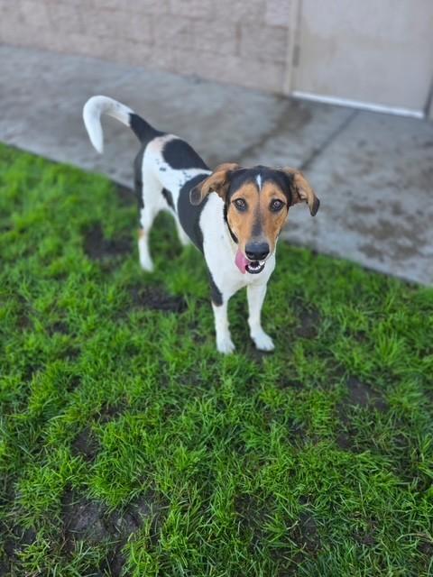 Enlarge Dixie, a ADOPTABLE mixed breed in Manteca, CA image 1/1