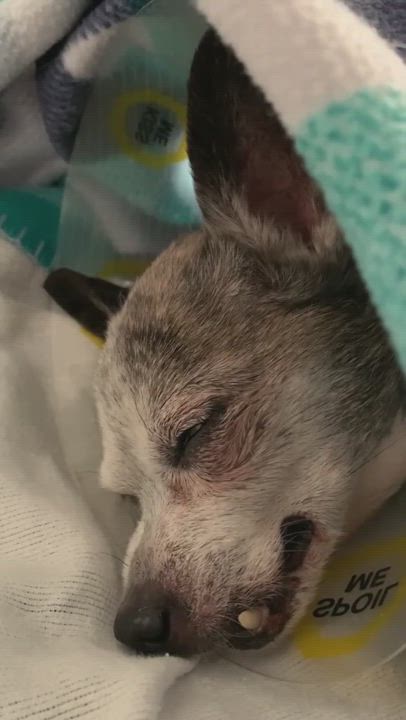 Enlarge Felix, a Adopted Chihuahua in Louisville, KY video 3/5